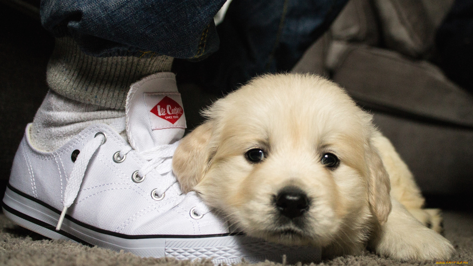 животные, собаки, щенок