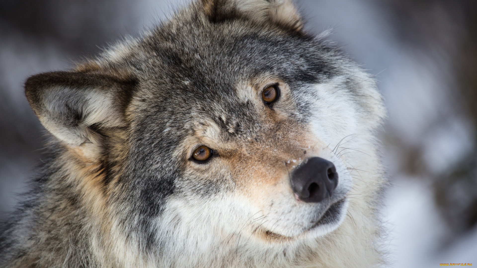 животные, волки, портрет, красавец