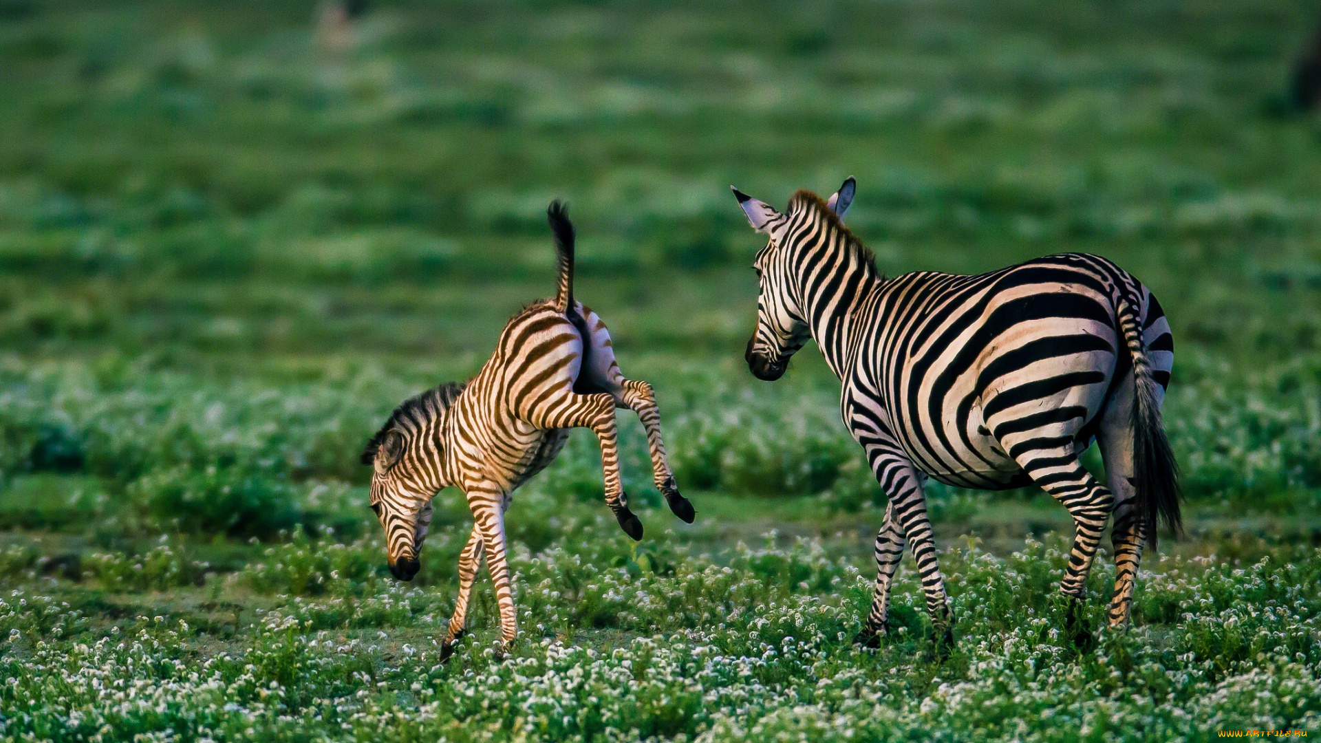 животные, зебры, детёныш, жеребёнок