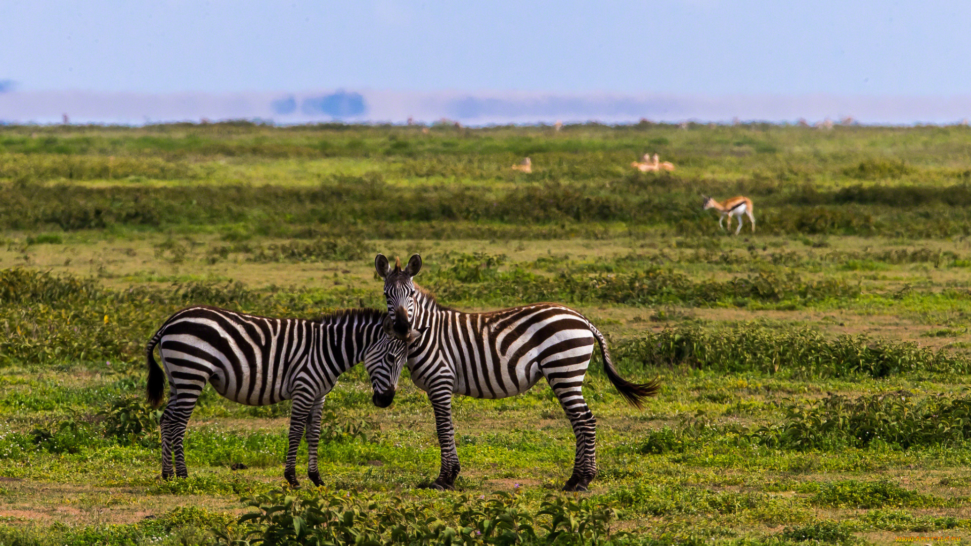 животные, зебры, полоски