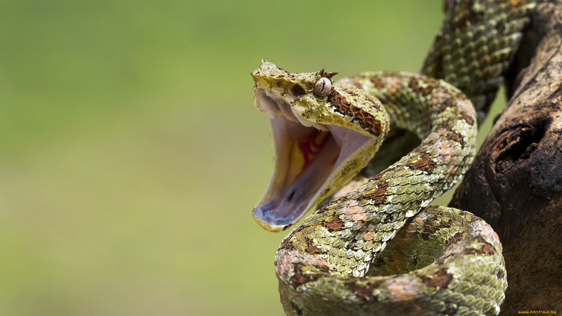 животные, змеи, питоны, кобры, змея, угроза, пасть