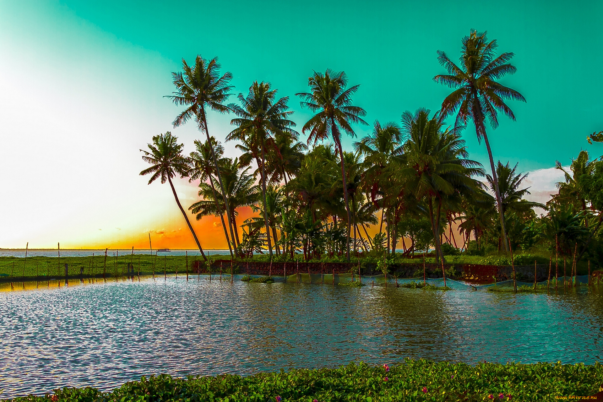 kumarakom, lake, kerala, india, природа, тропики, пальмы, индия, озеро, кумараком, закат