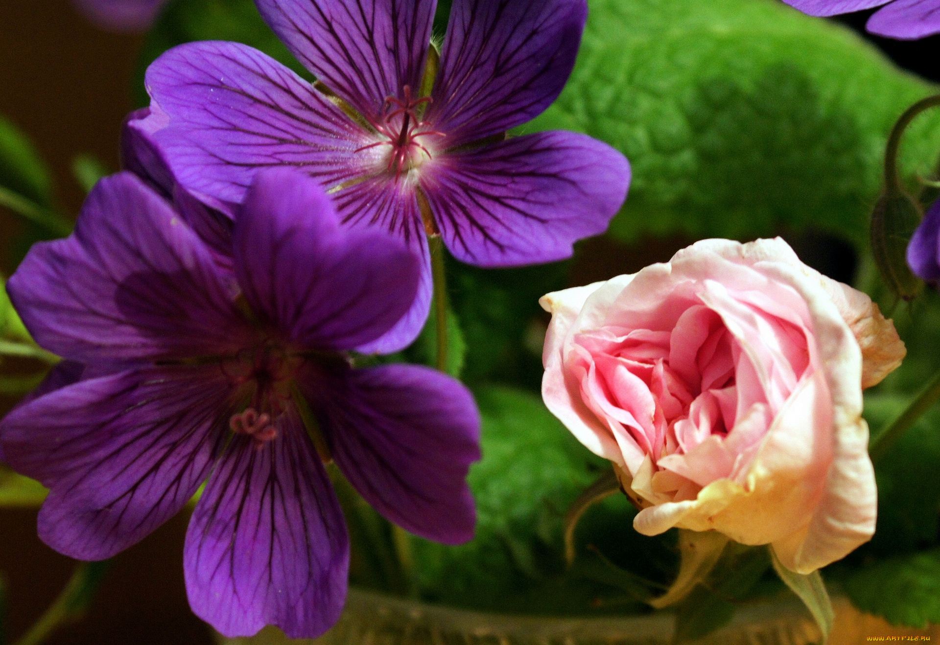 цветы, разные, вместе, бутон, роза