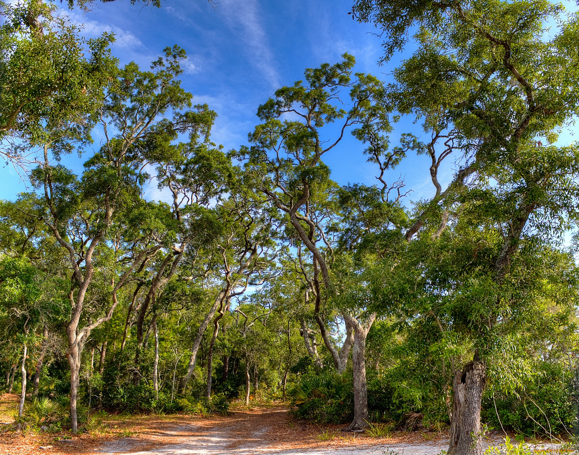 сша, флорида, природа, лес, лето, дорожка, листва, кроны