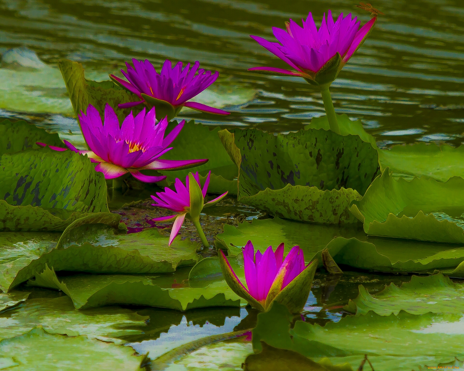 цветы, лилии, водяные, нимфеи, кувшинки, листья, нимфея