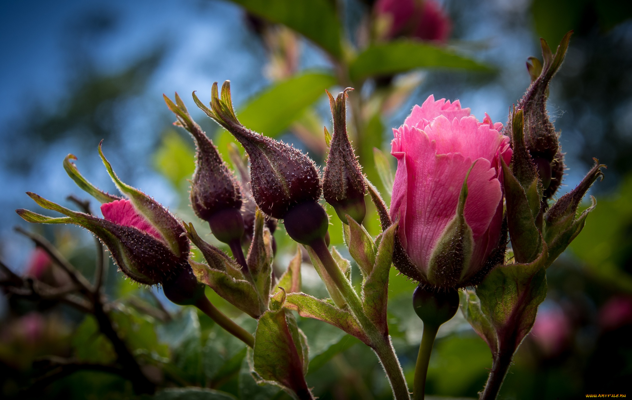 цветы, розы, розовый, бутоны