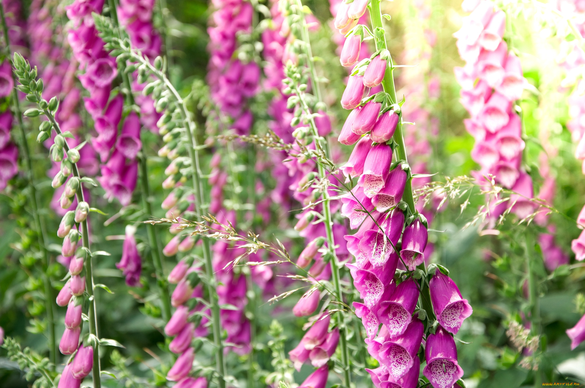 цветы, дигиталис, наперстянка, розовый