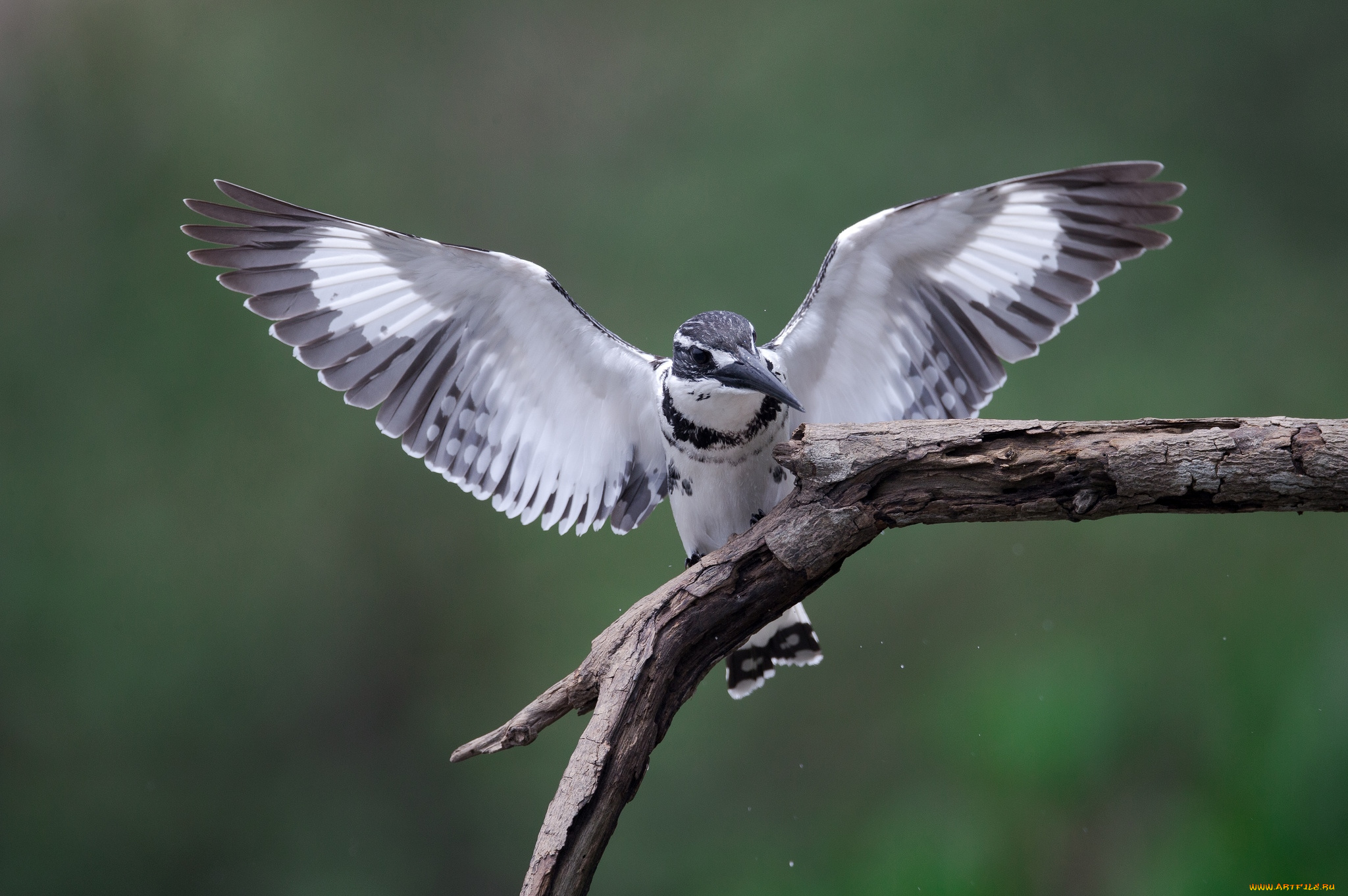 животные, зимородки, крылья