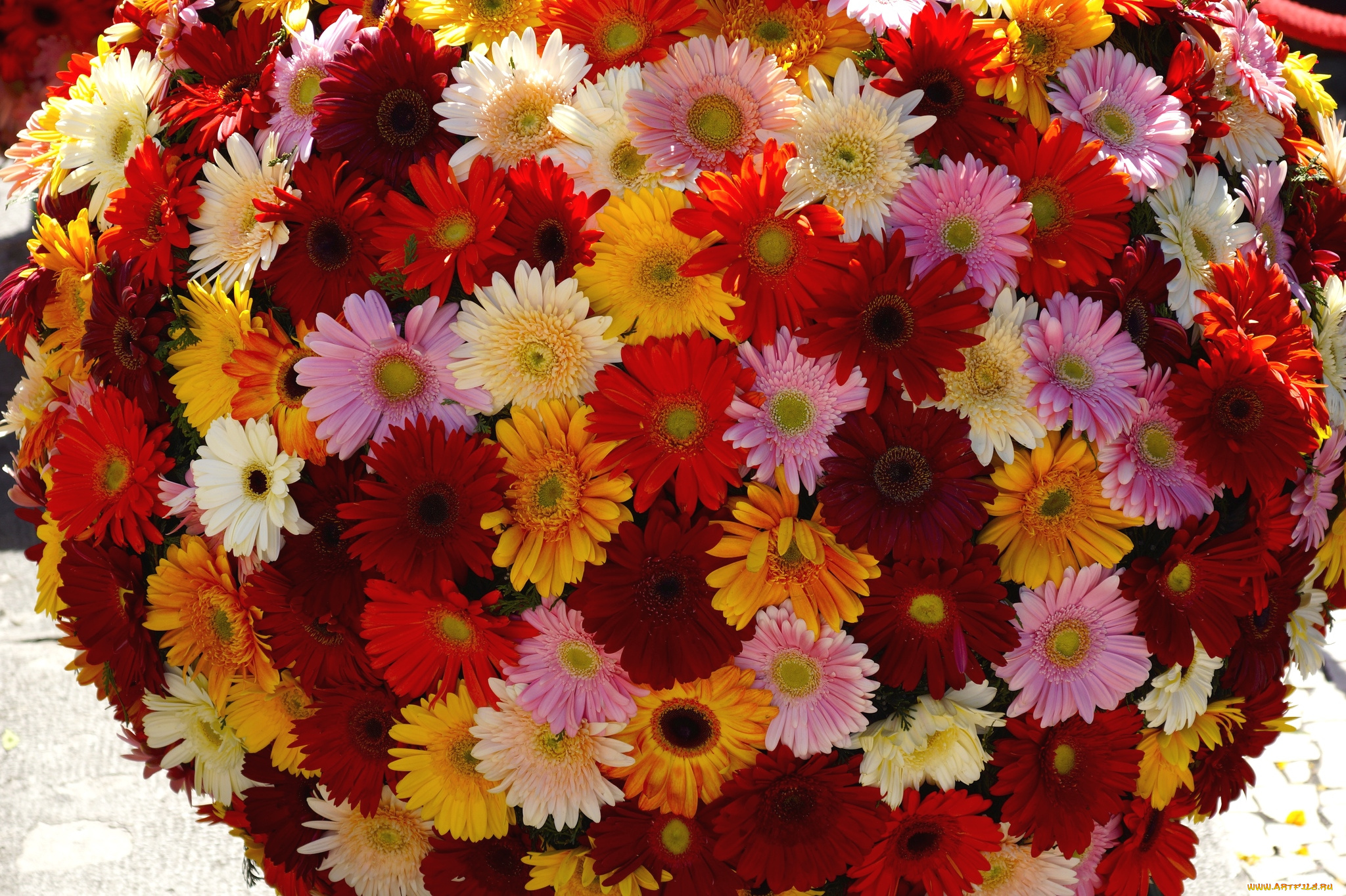 цветы, герберы, шар, много, разноцветный