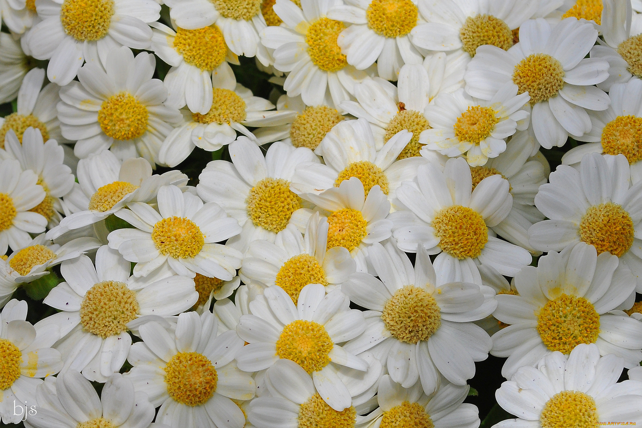 цветы, ромашки, макро