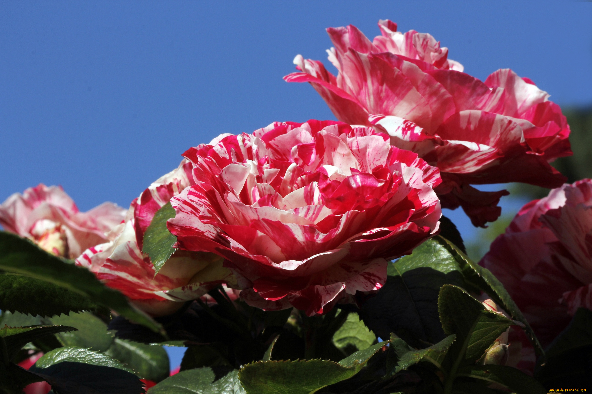 цветы, розы, пестрый