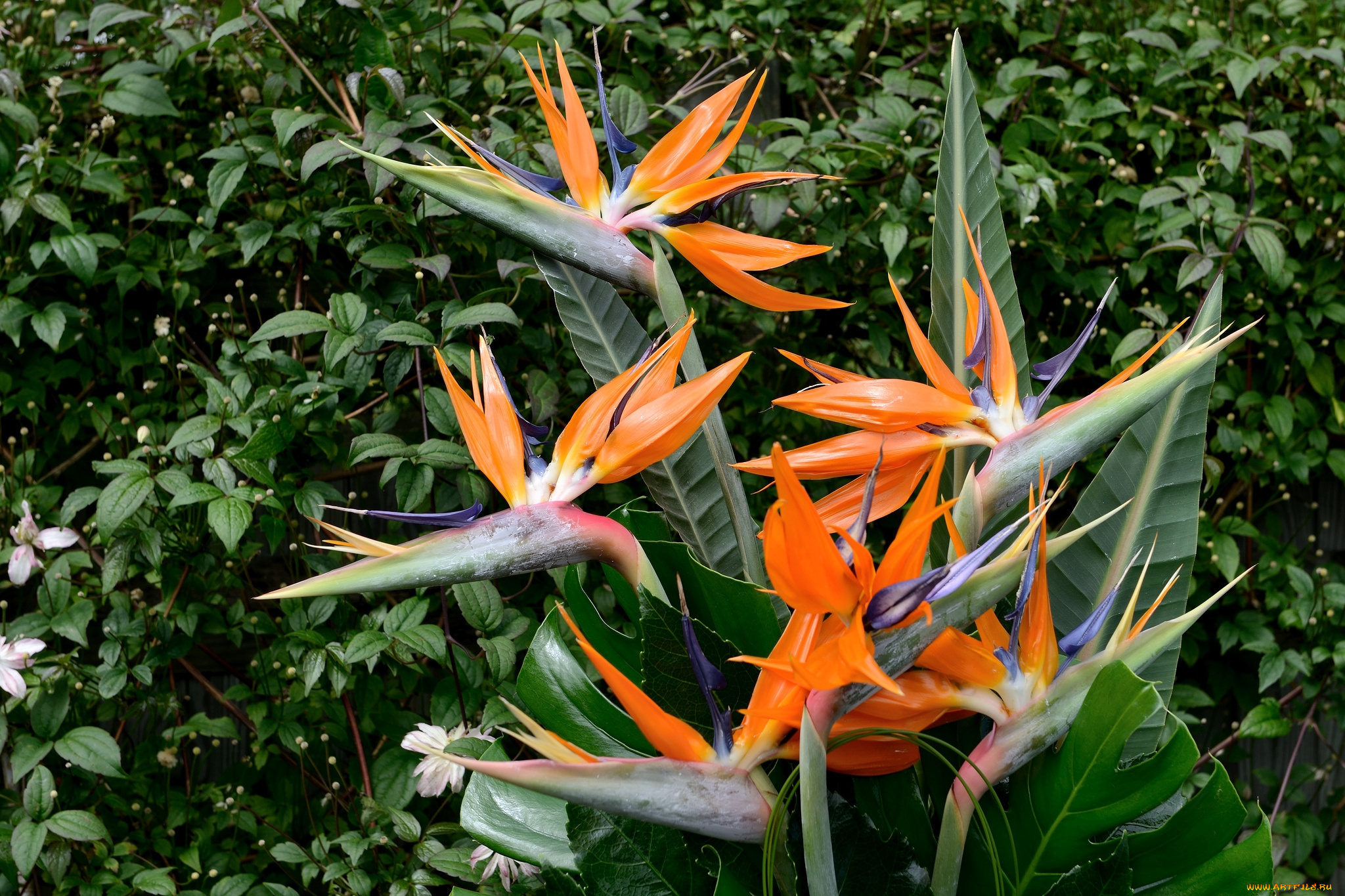 цветы, стрелиция, райская, птица, экзотика