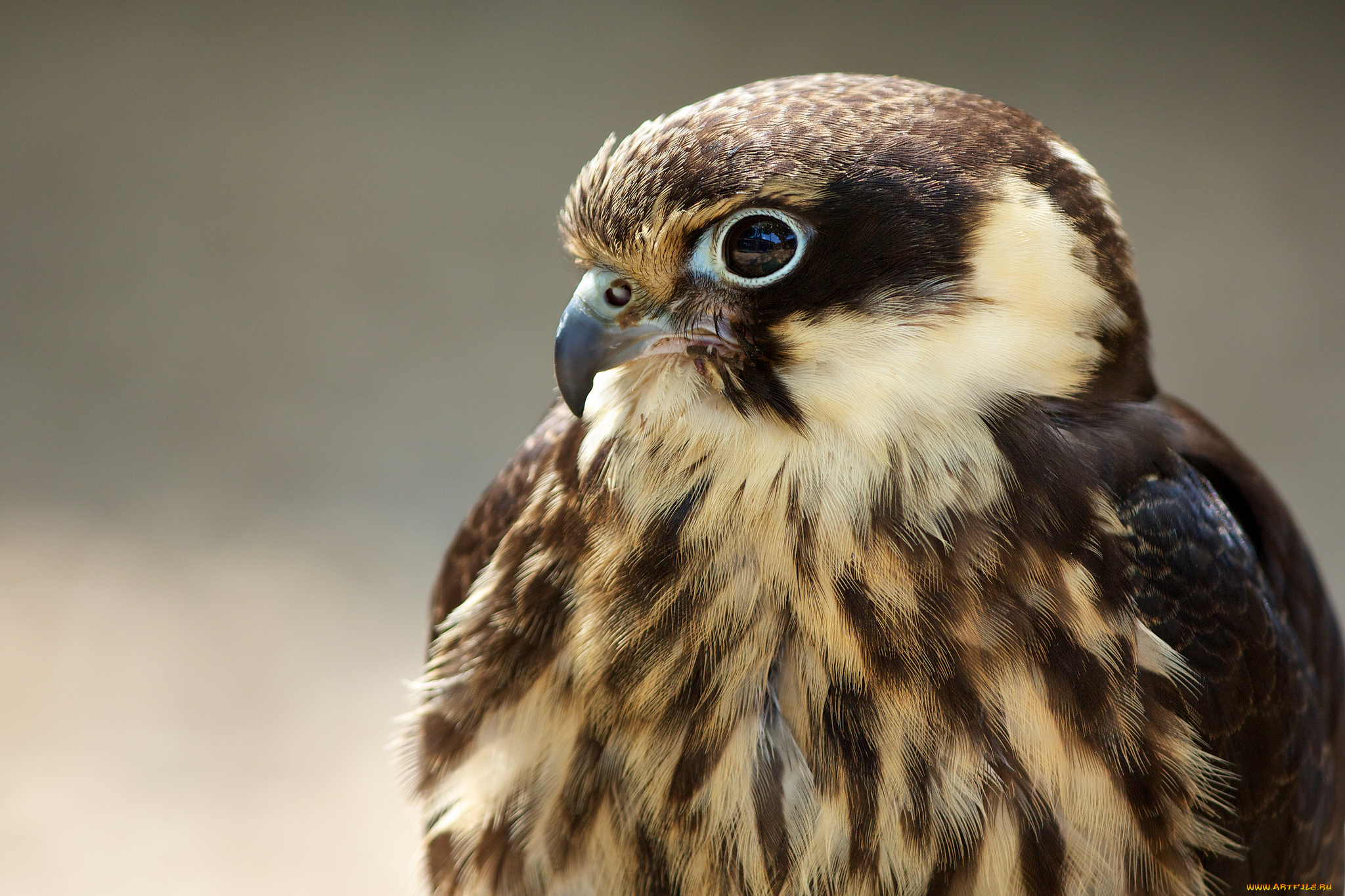 животные, птицы, хищники, перья