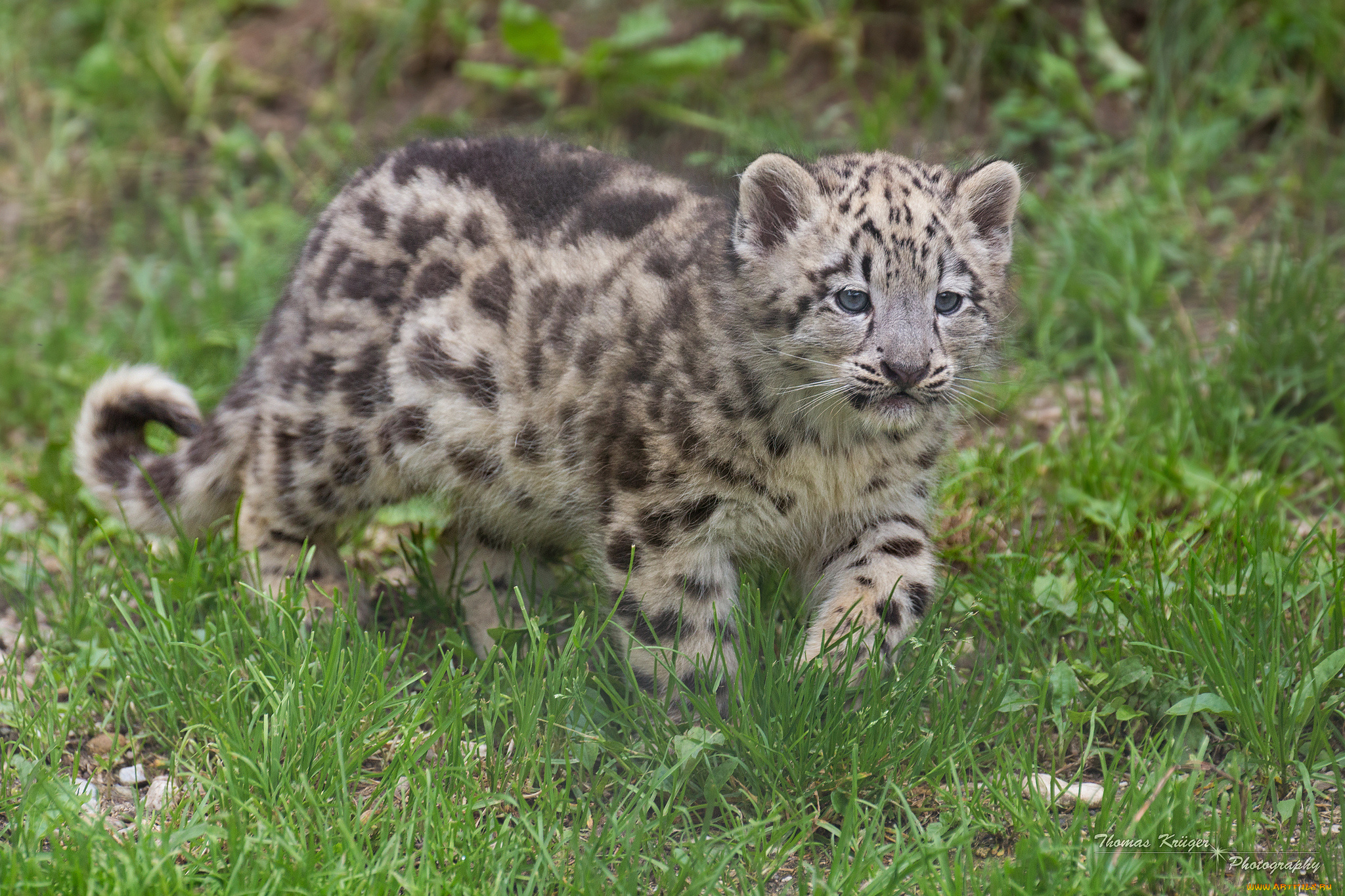 животные, снежный, барс, ирбис, котёнок