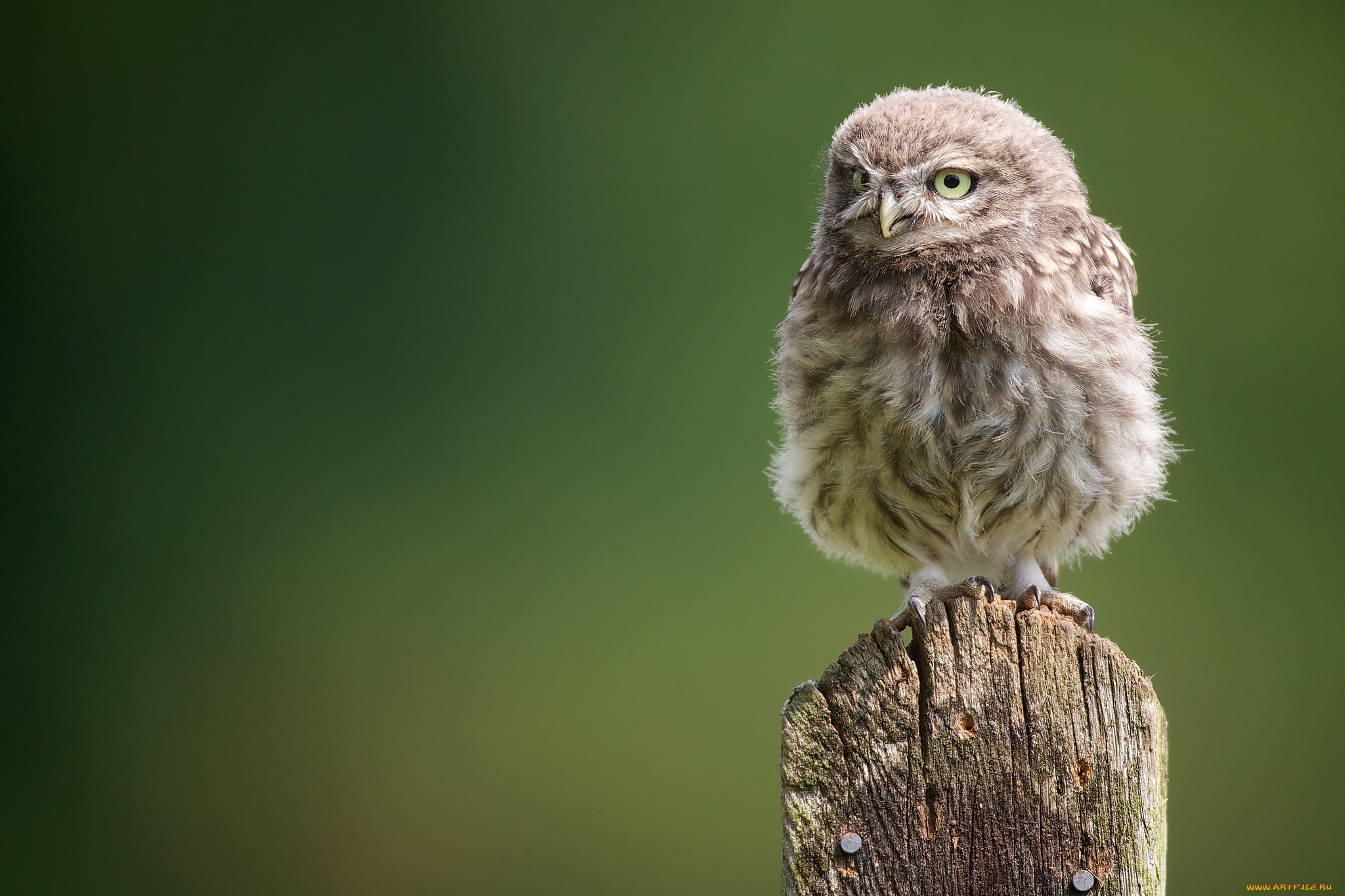 животные, совы, сыч, совёнок, птенец