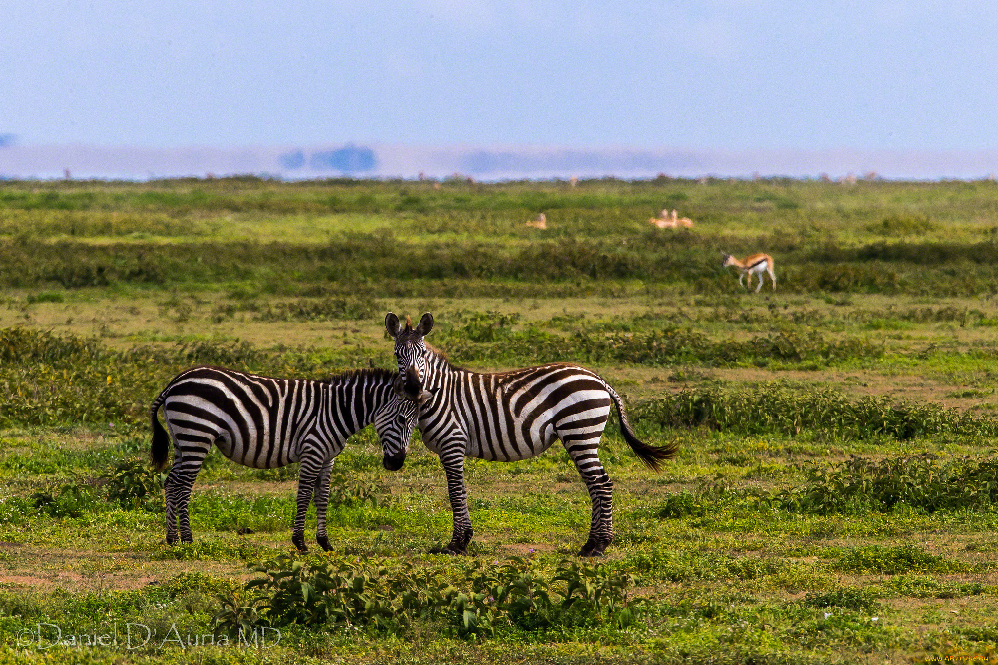 животные, зебры, полоски