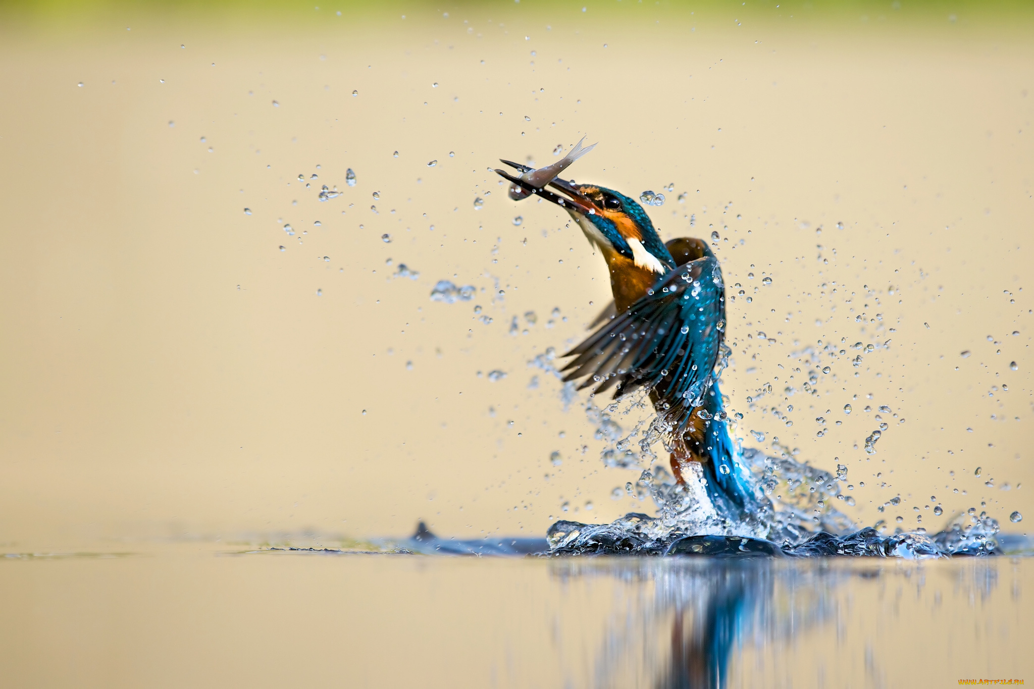 животные, зимородки, птица, вода, брызги, улов