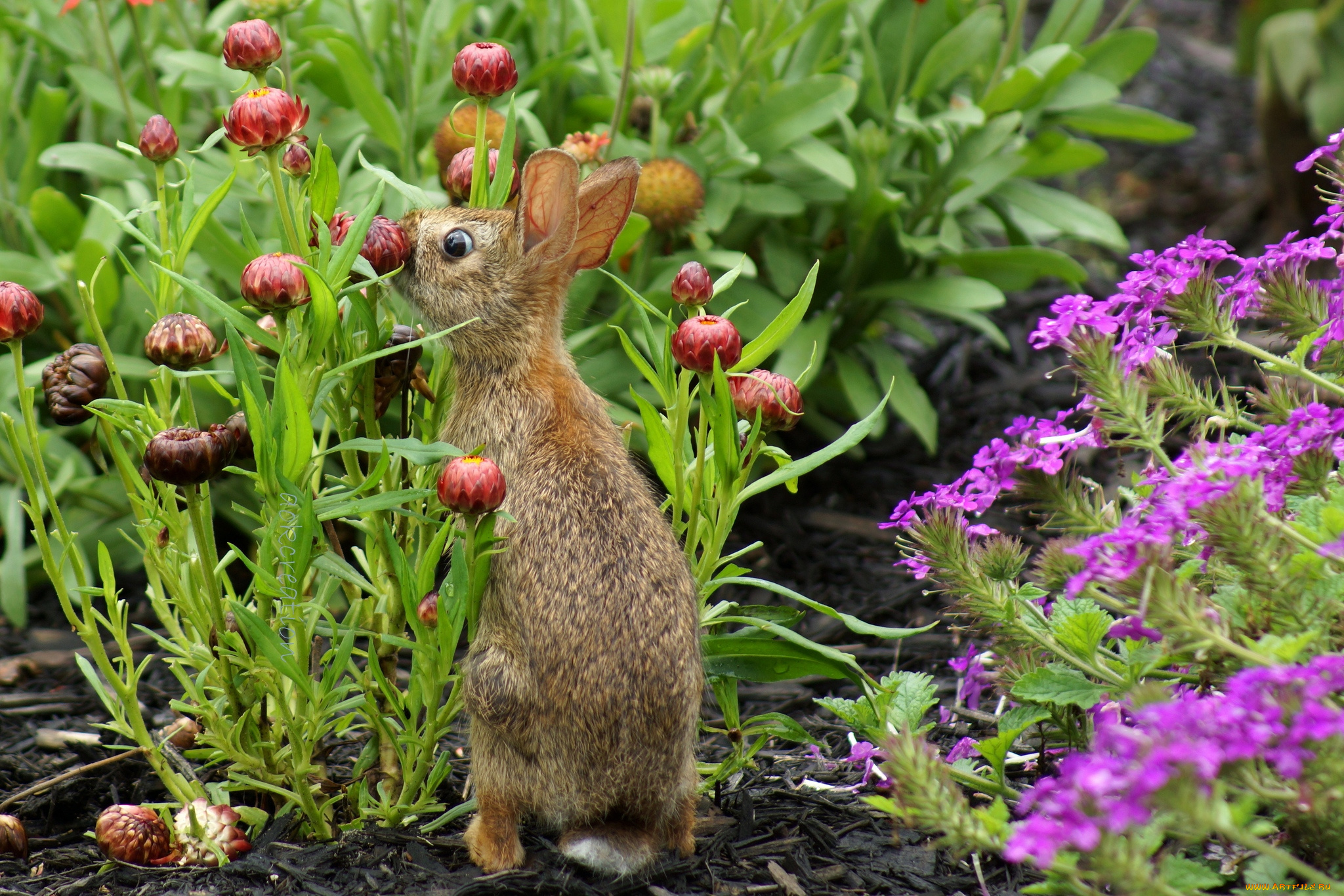 животные, кролики, зайцы, зайчик