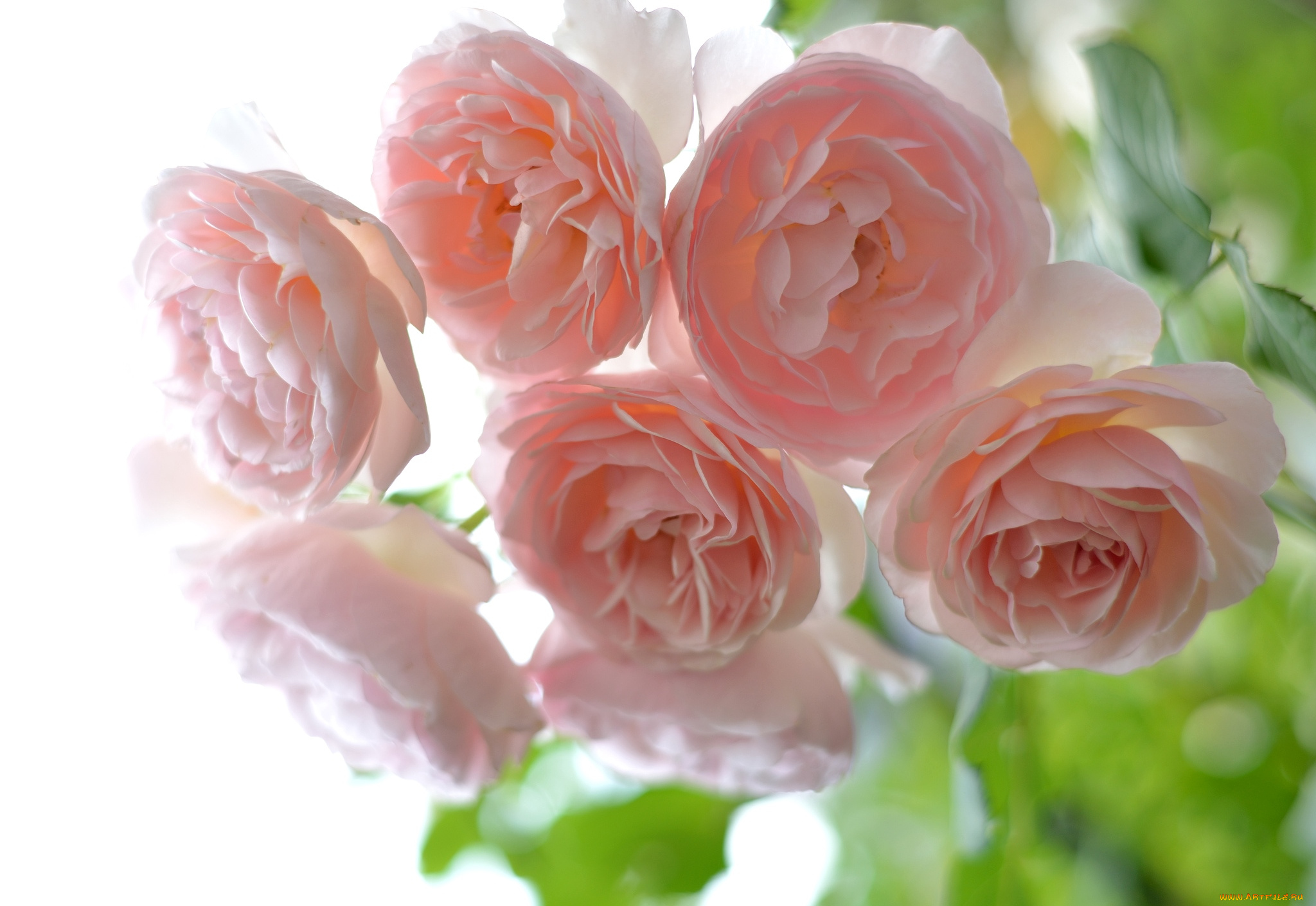 цветы, розы, розовый