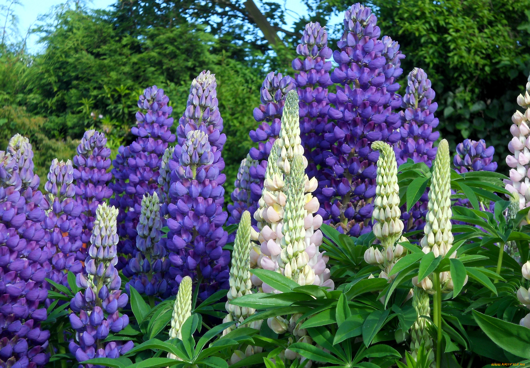 цветы, люпин, фиолетовый