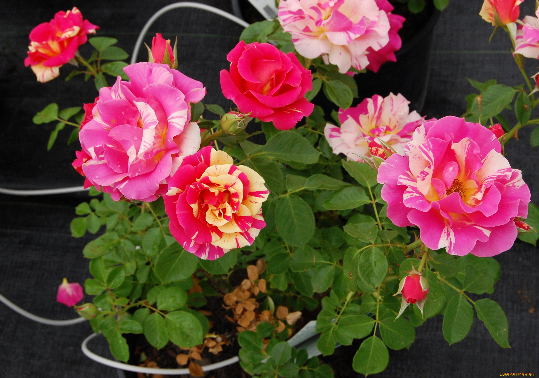 цветы, розы