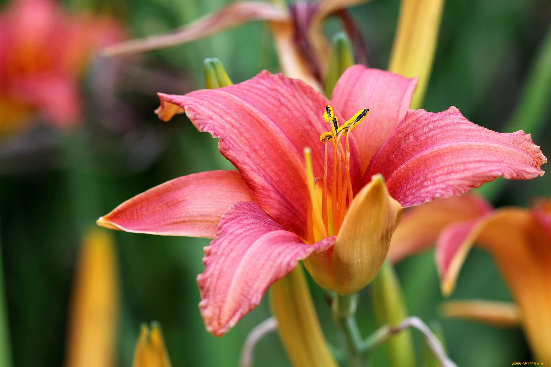 цветы, лилии, лилейники, макро, лилия