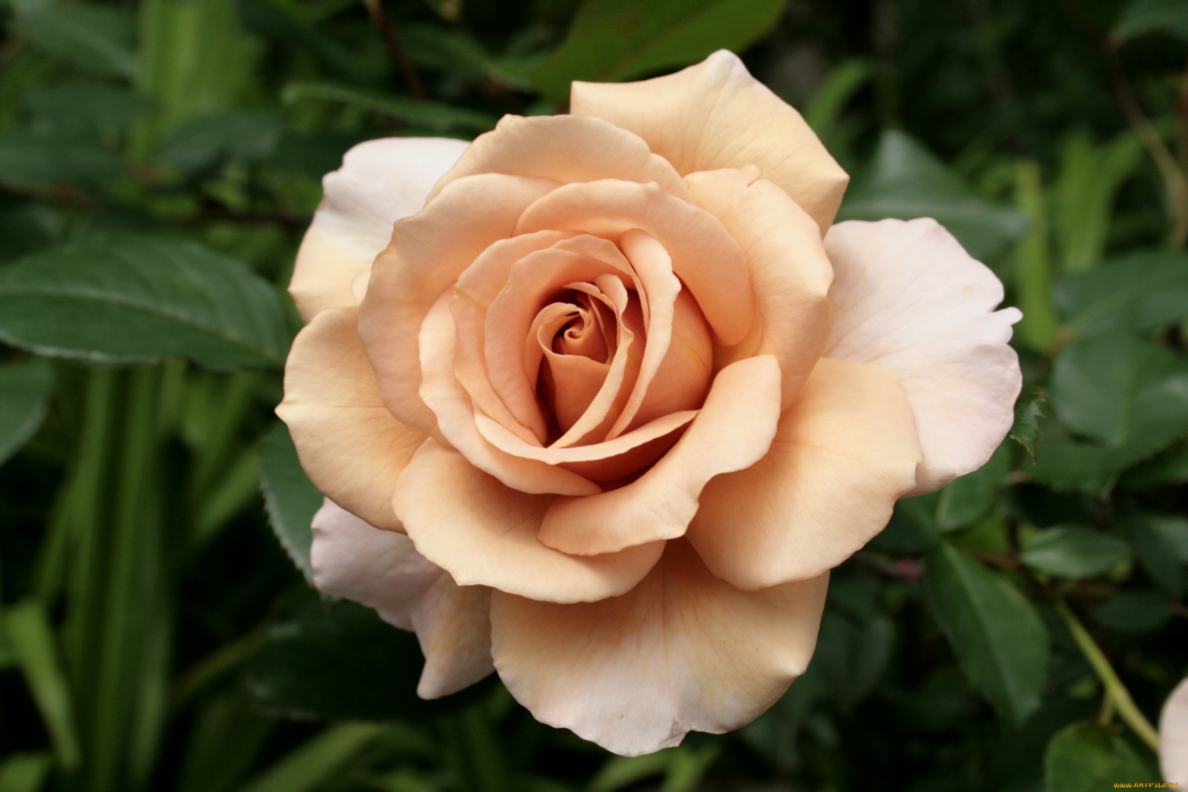 цветы, розы, кремовый