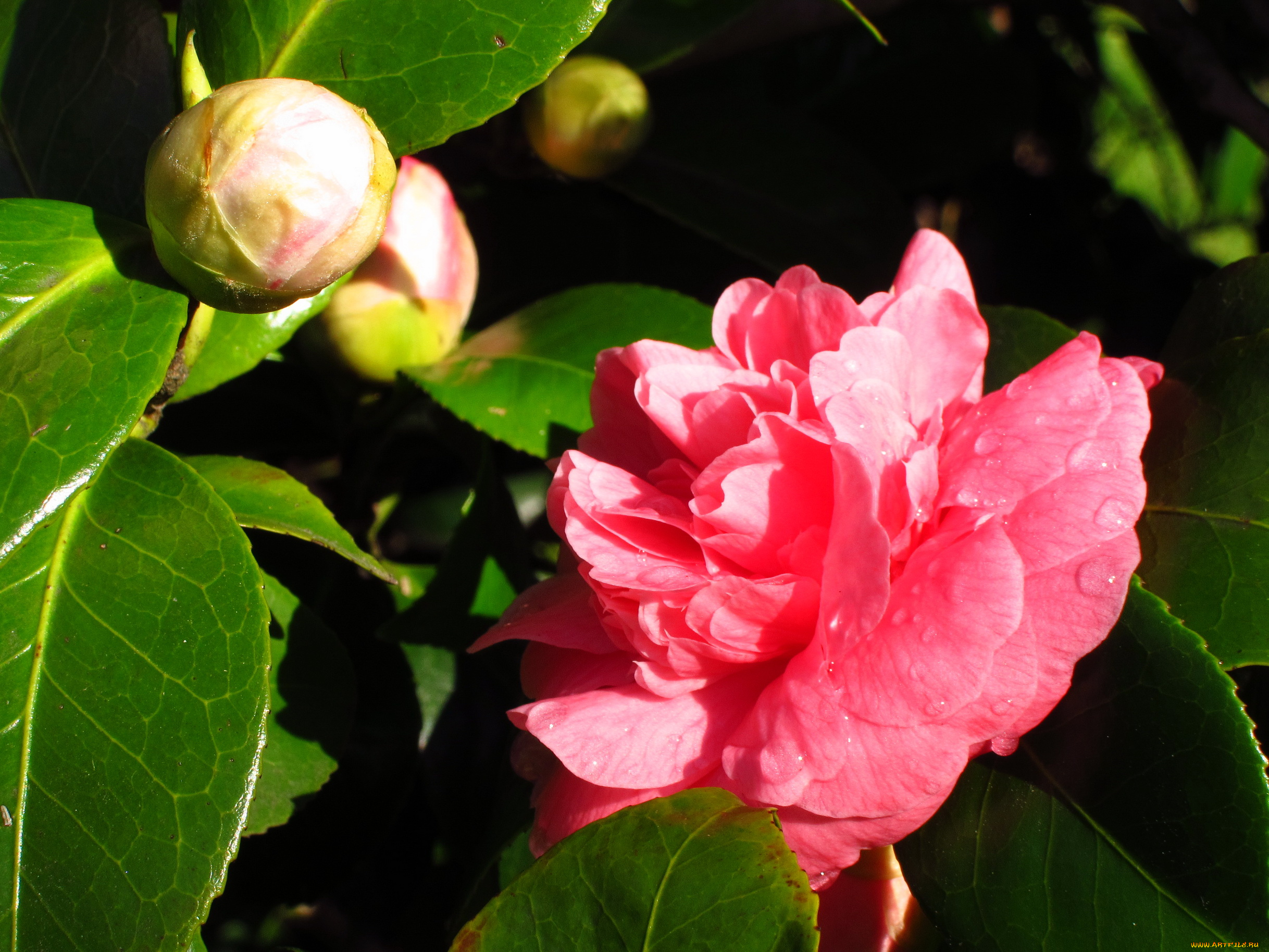 цветы, камелии, камелия