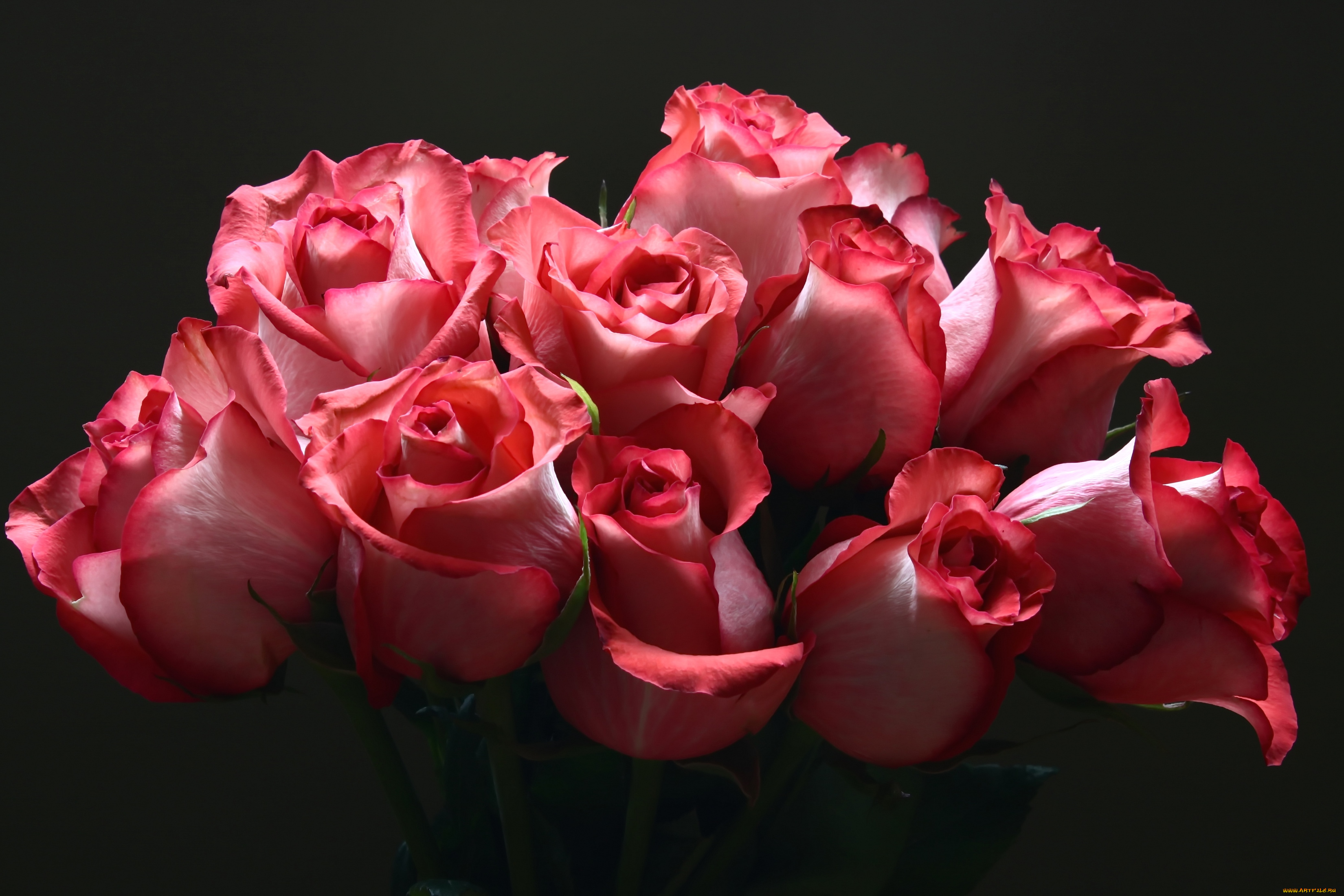 цветы, розы, букет