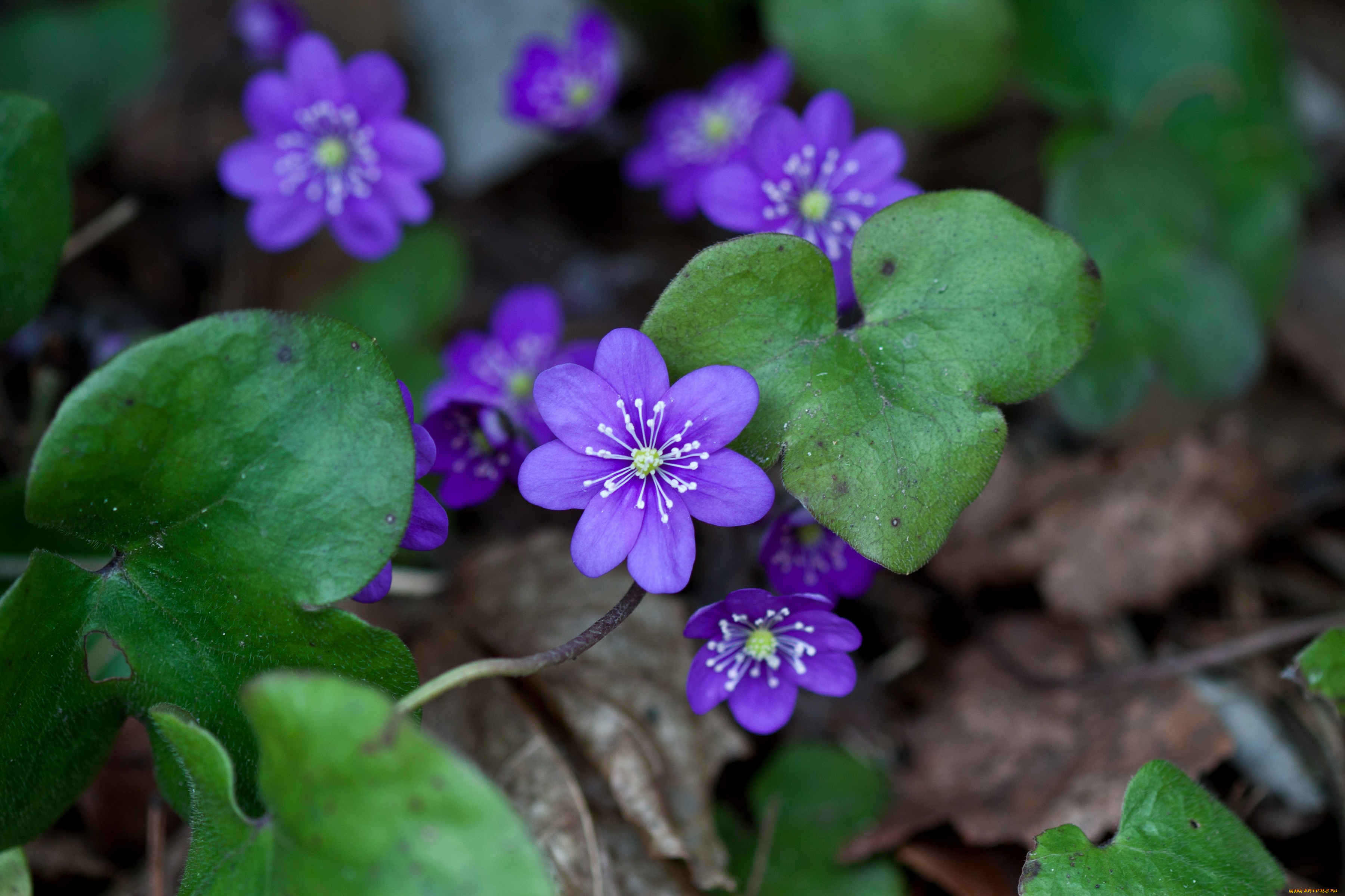 цветы, ветреницы, печёночницы, печеночница, фиолетовый