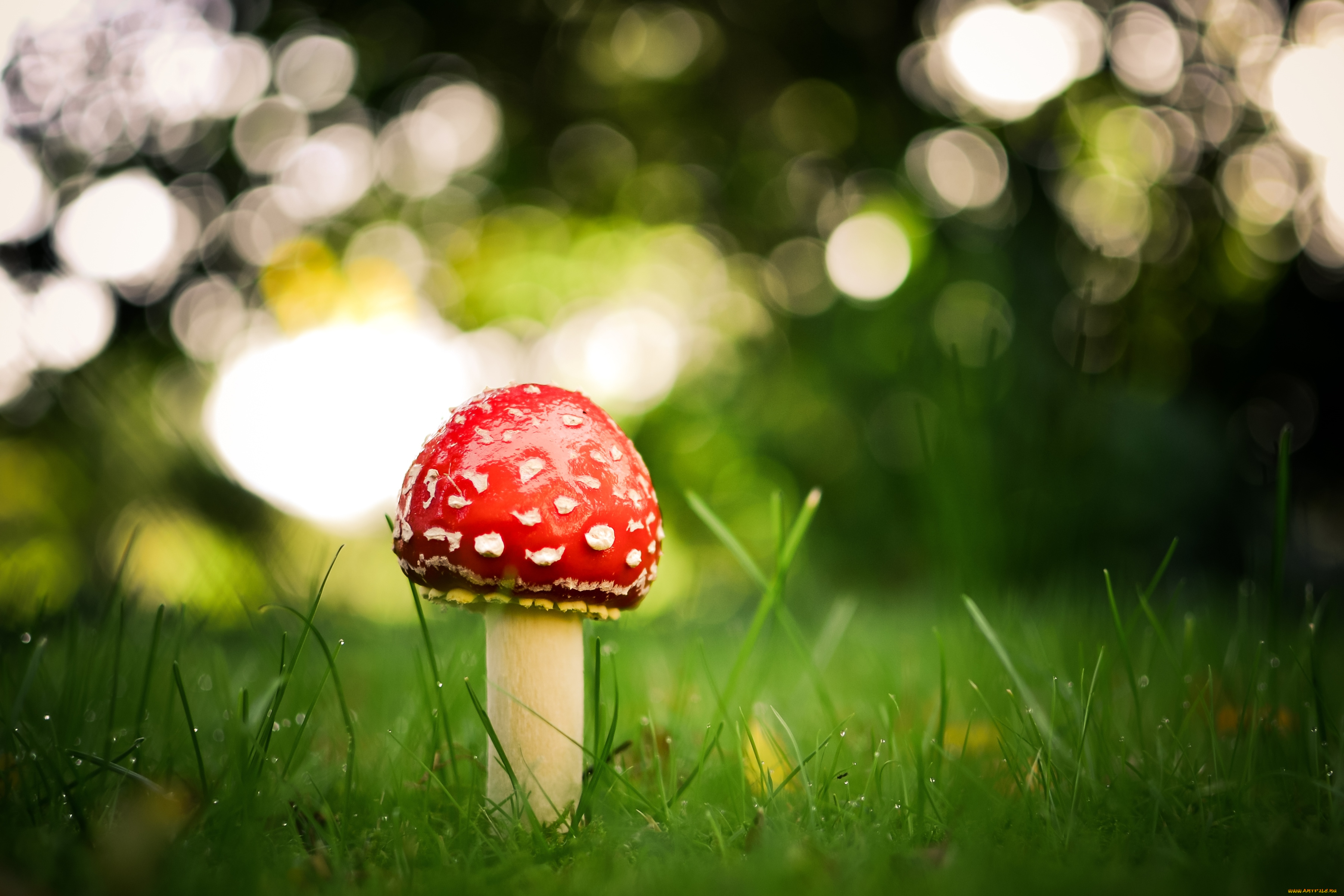 природа, грибы, мухомор, одиночество, грибок