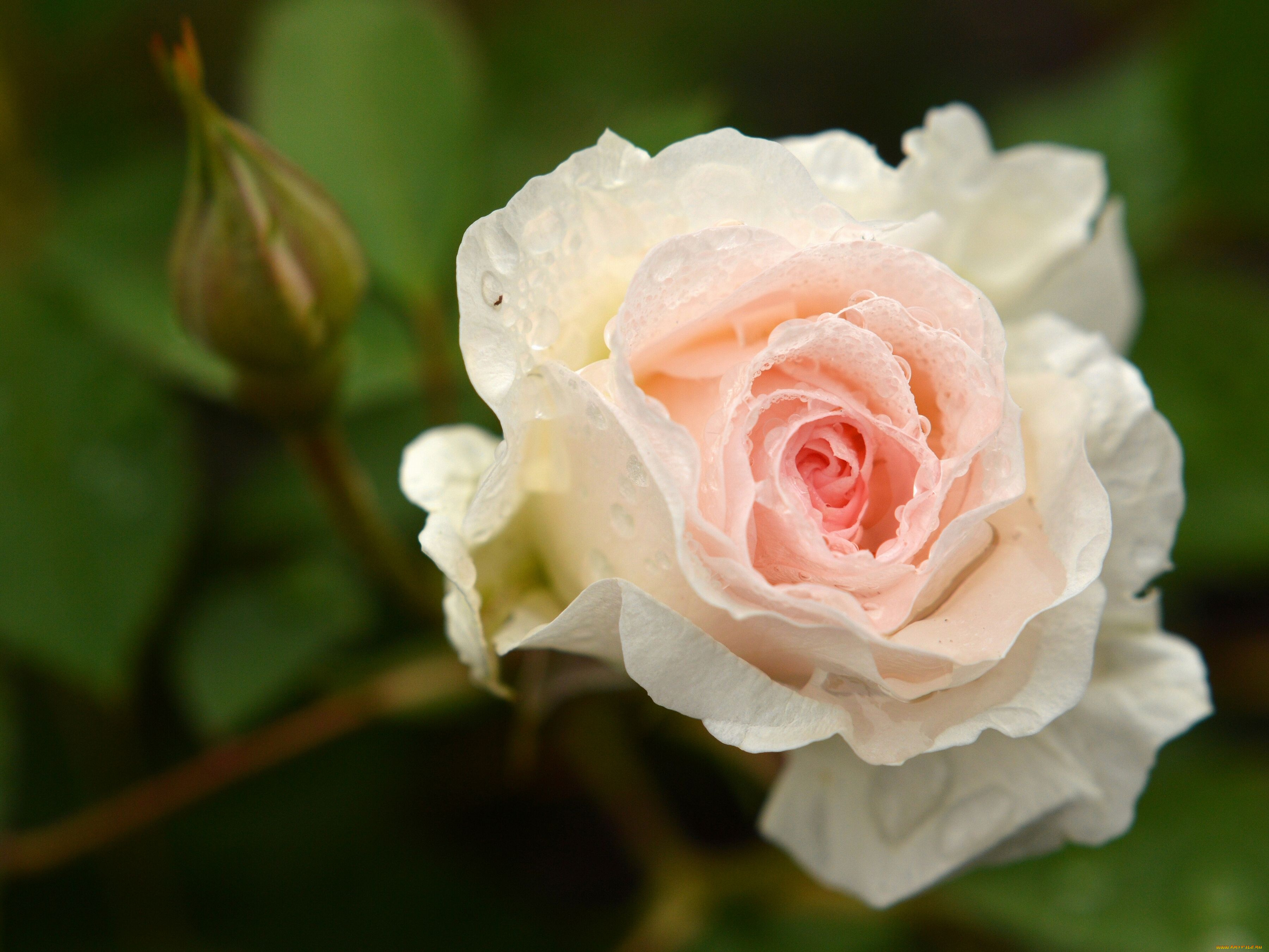 цветы, розы, бутон, макро, капли