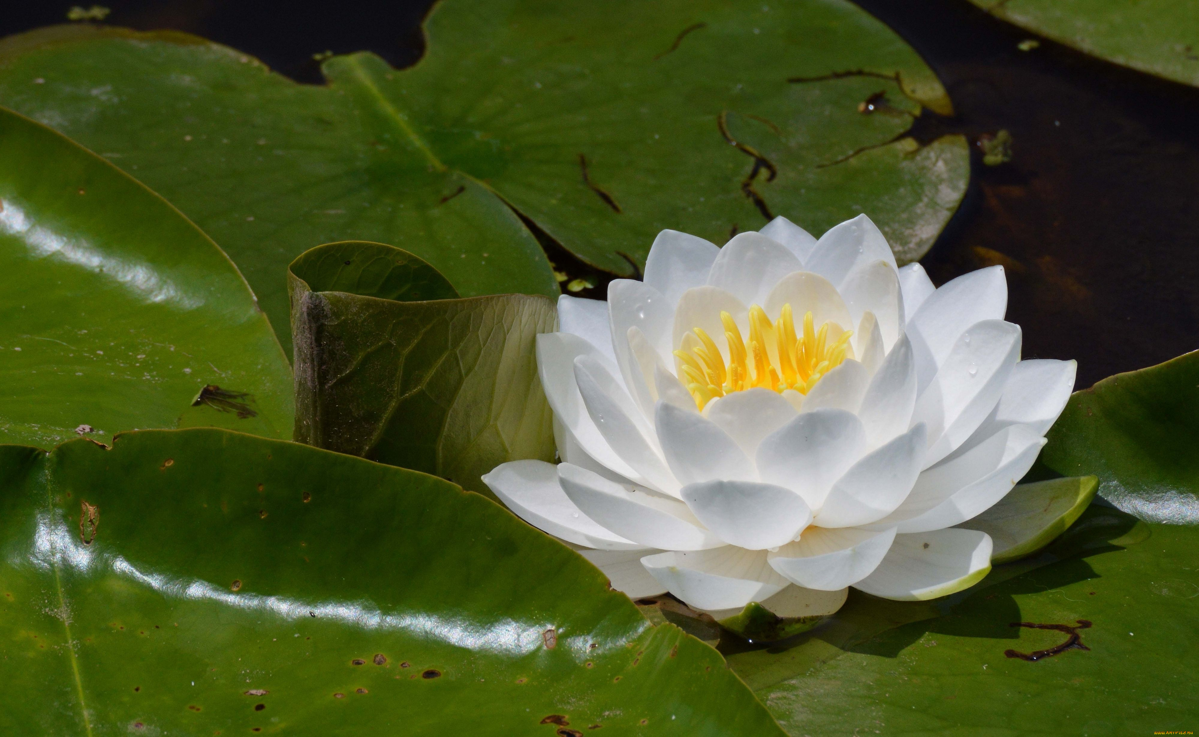 цветы, лилии, водяные, нимфеи, кувшинки, нимфея, листья