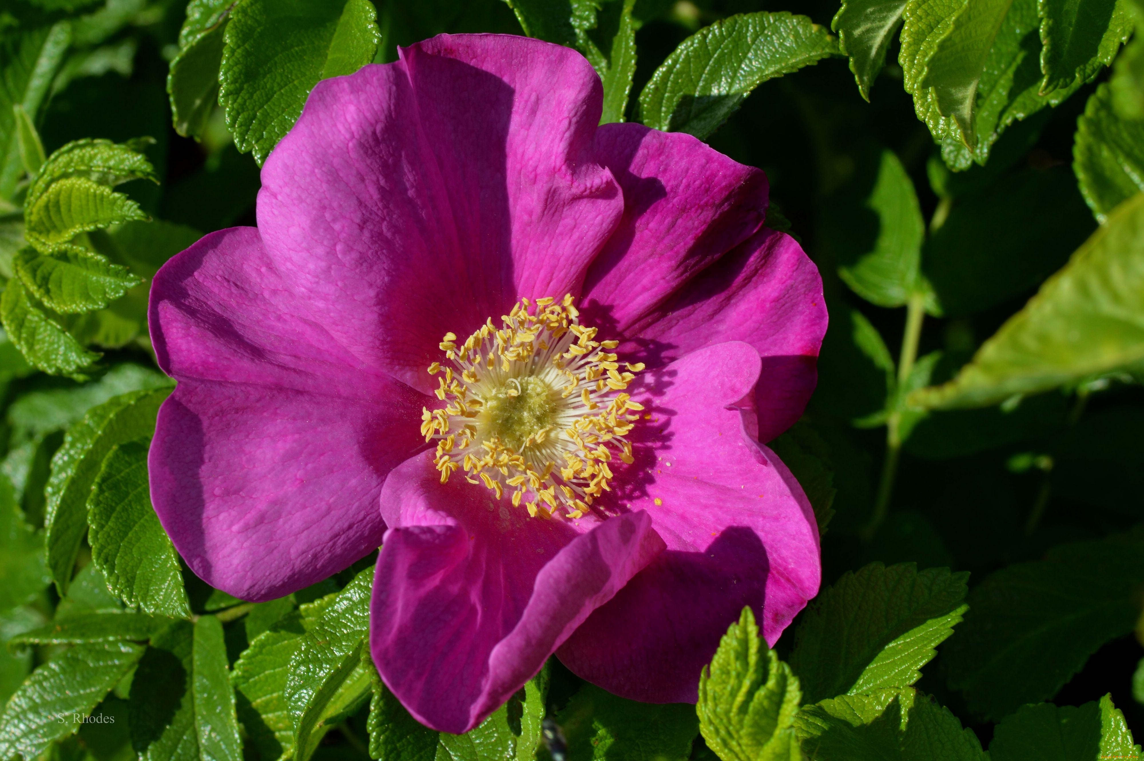 цветы, шиповник, листья, лепестки, макро