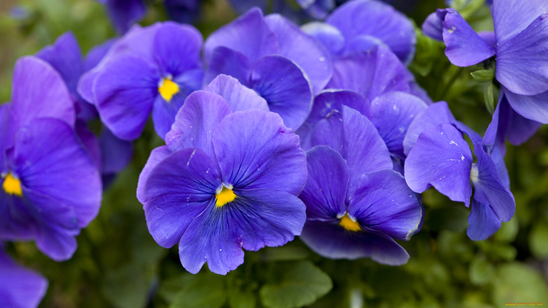цветы, анютины, глазки, , садовые, фиалки, фиолет