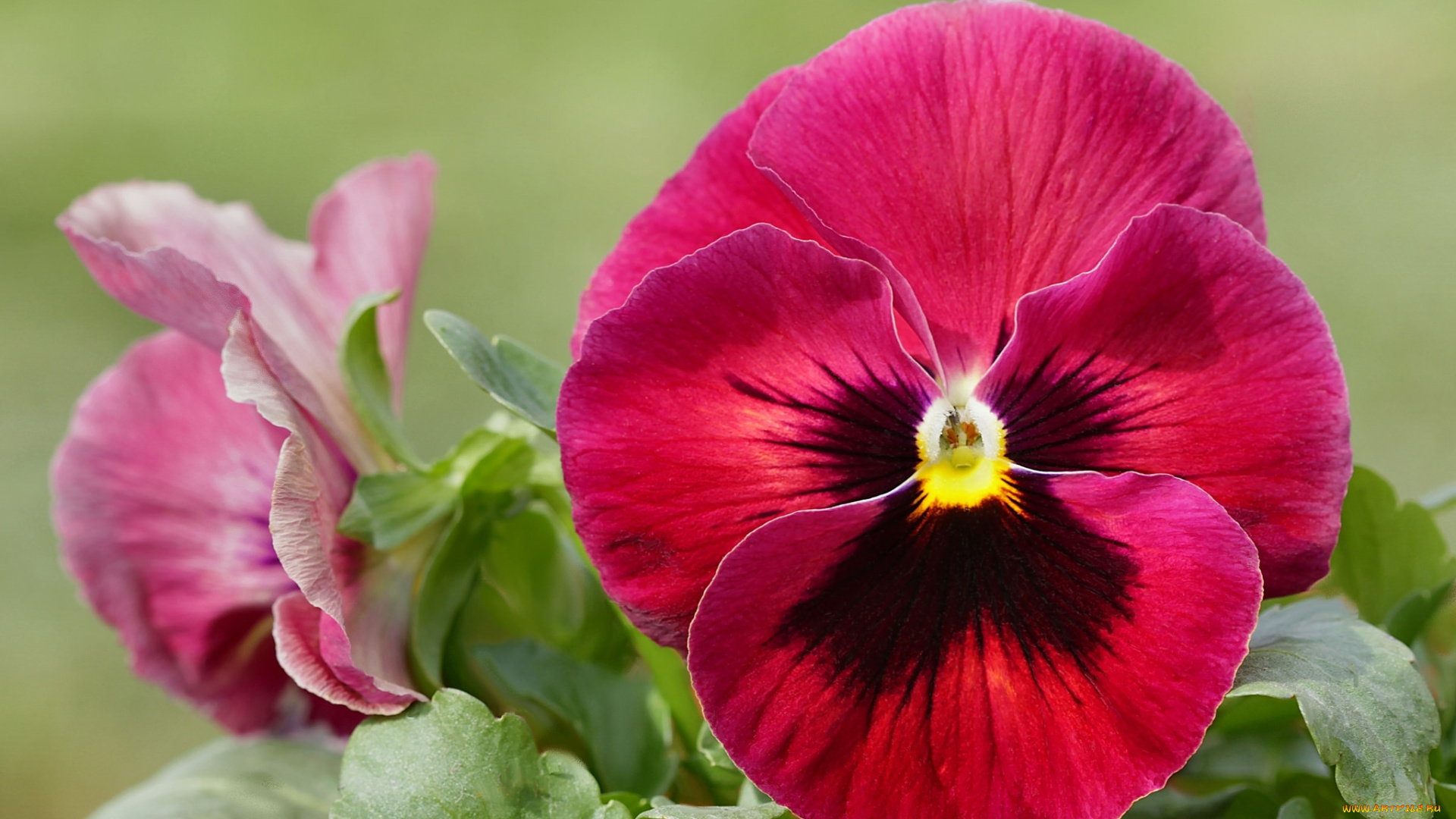 цветы, анютины, глазки, , садовые, фиалки, макро