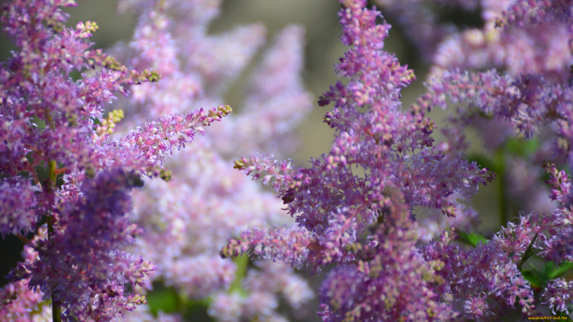цветы, астильбы, розовый