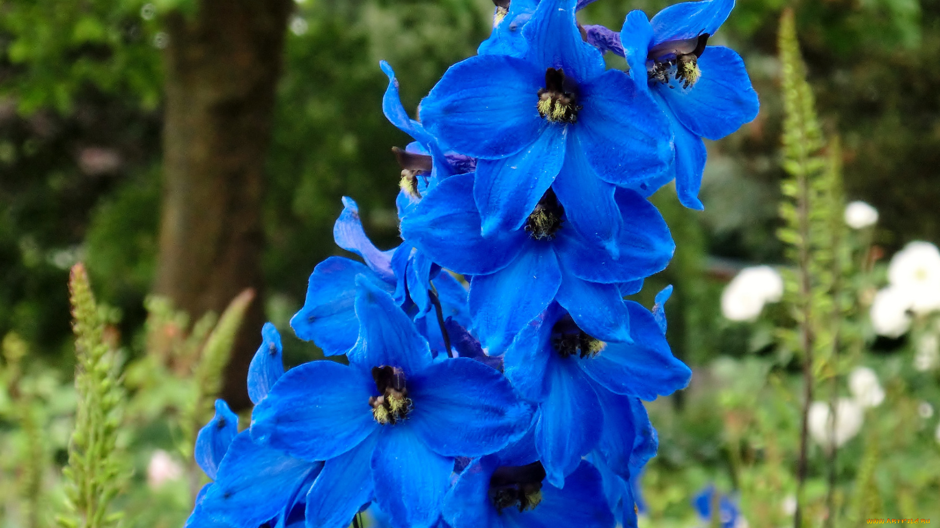 цветы, дельфиниум, синий