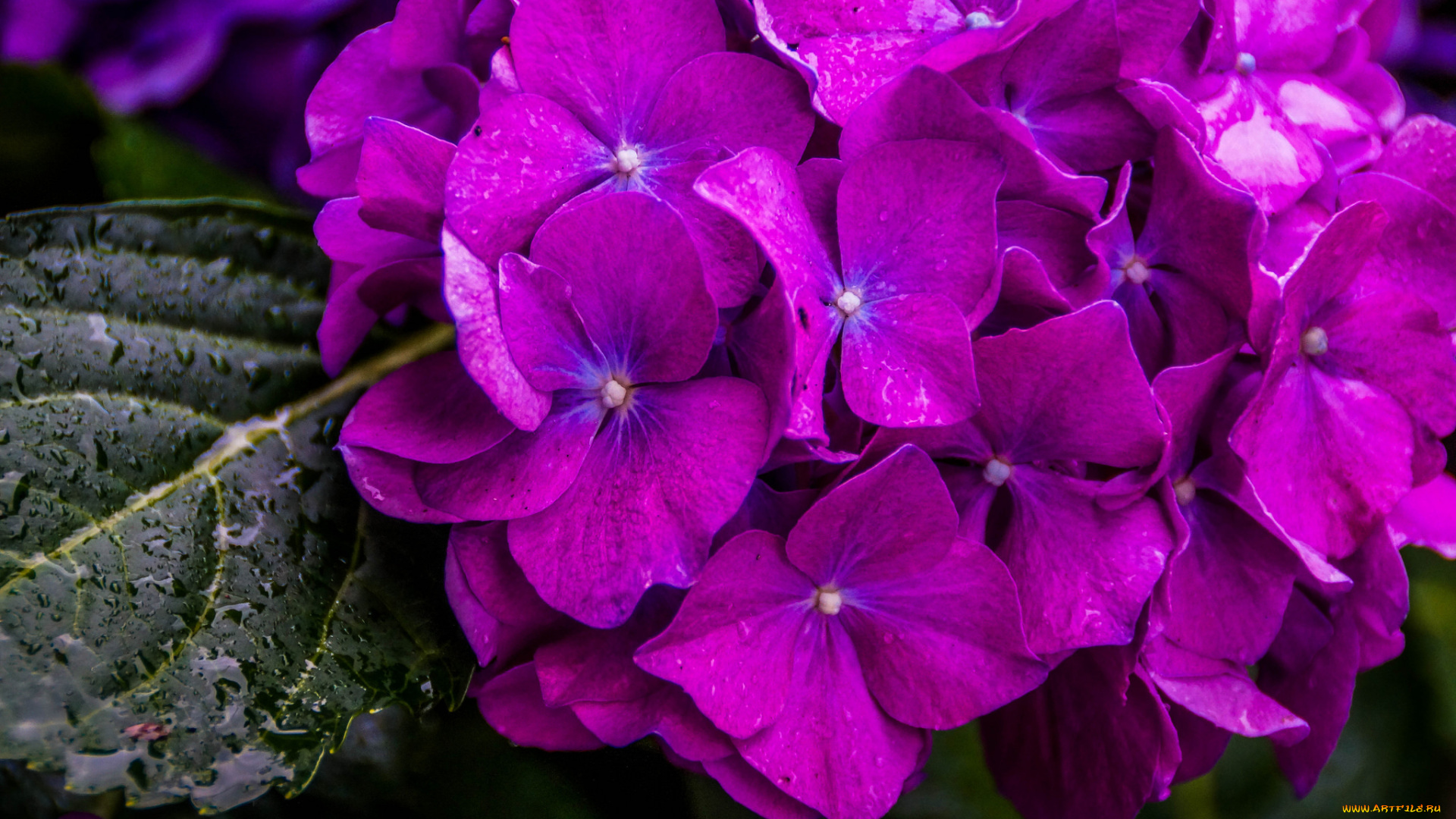 цветы, гортензия, макро