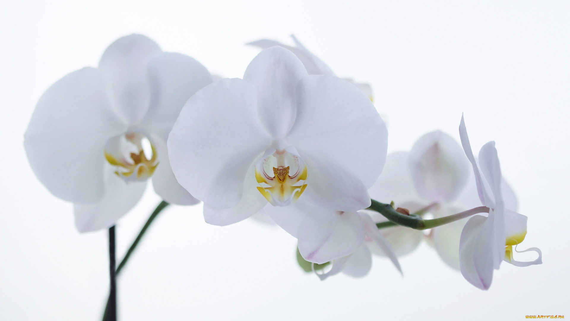 цветы, орхидеи, белый