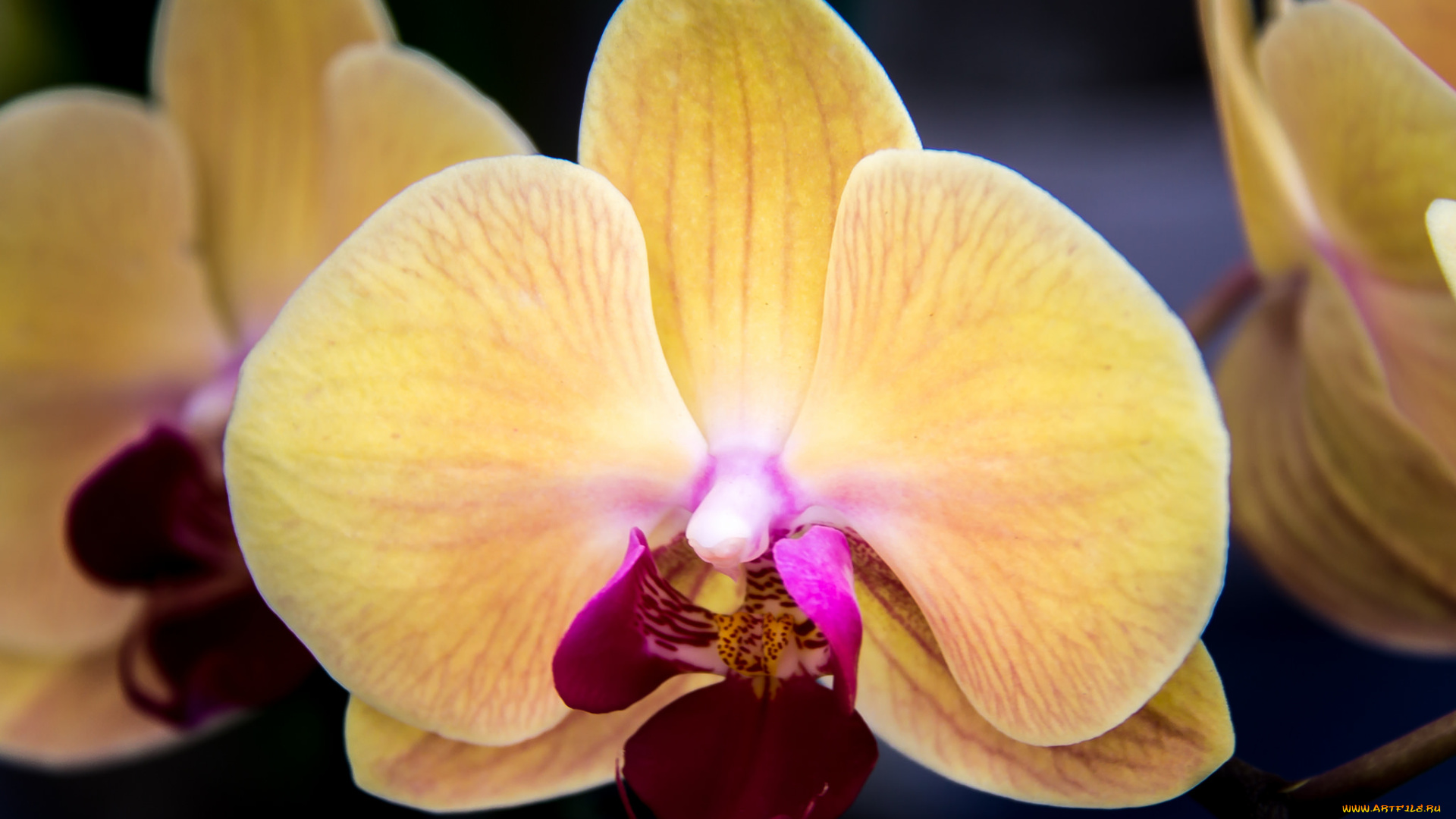 цветы, орхидеи, макро