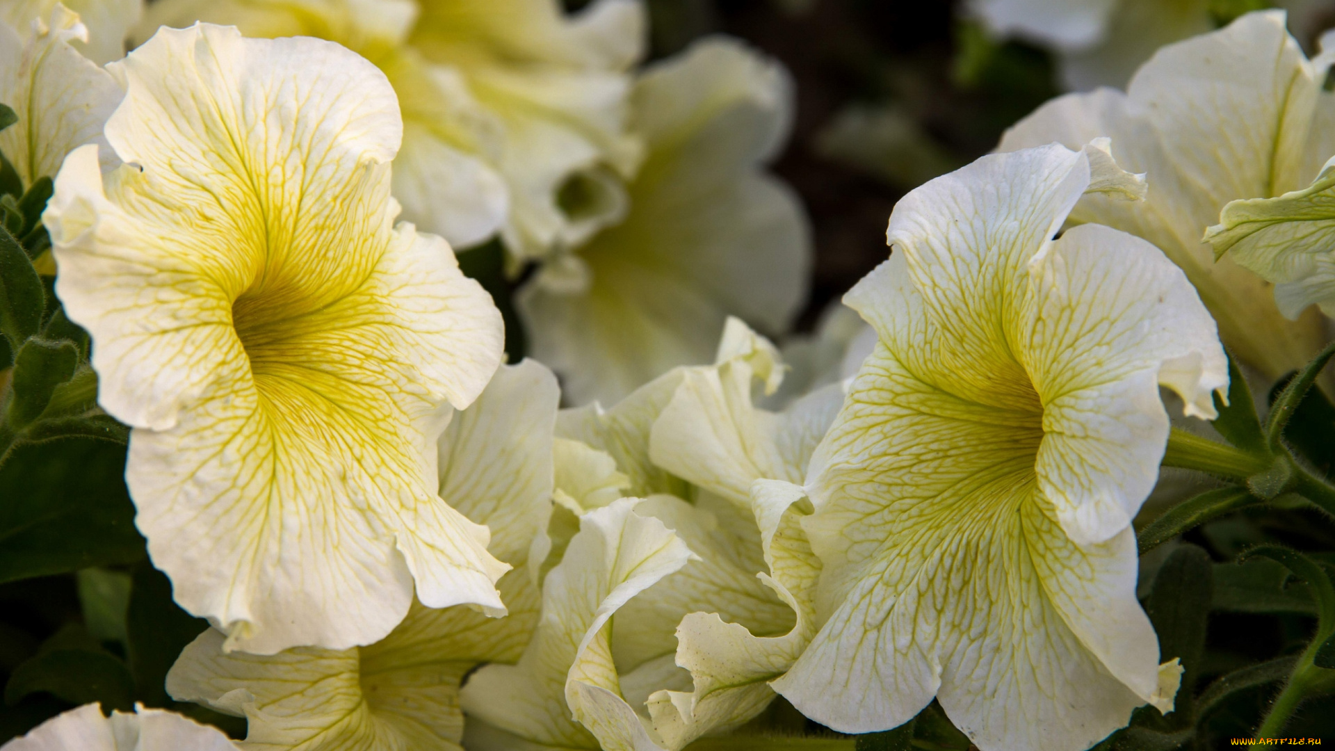 цветы, петунии, , калибрахоа, макро