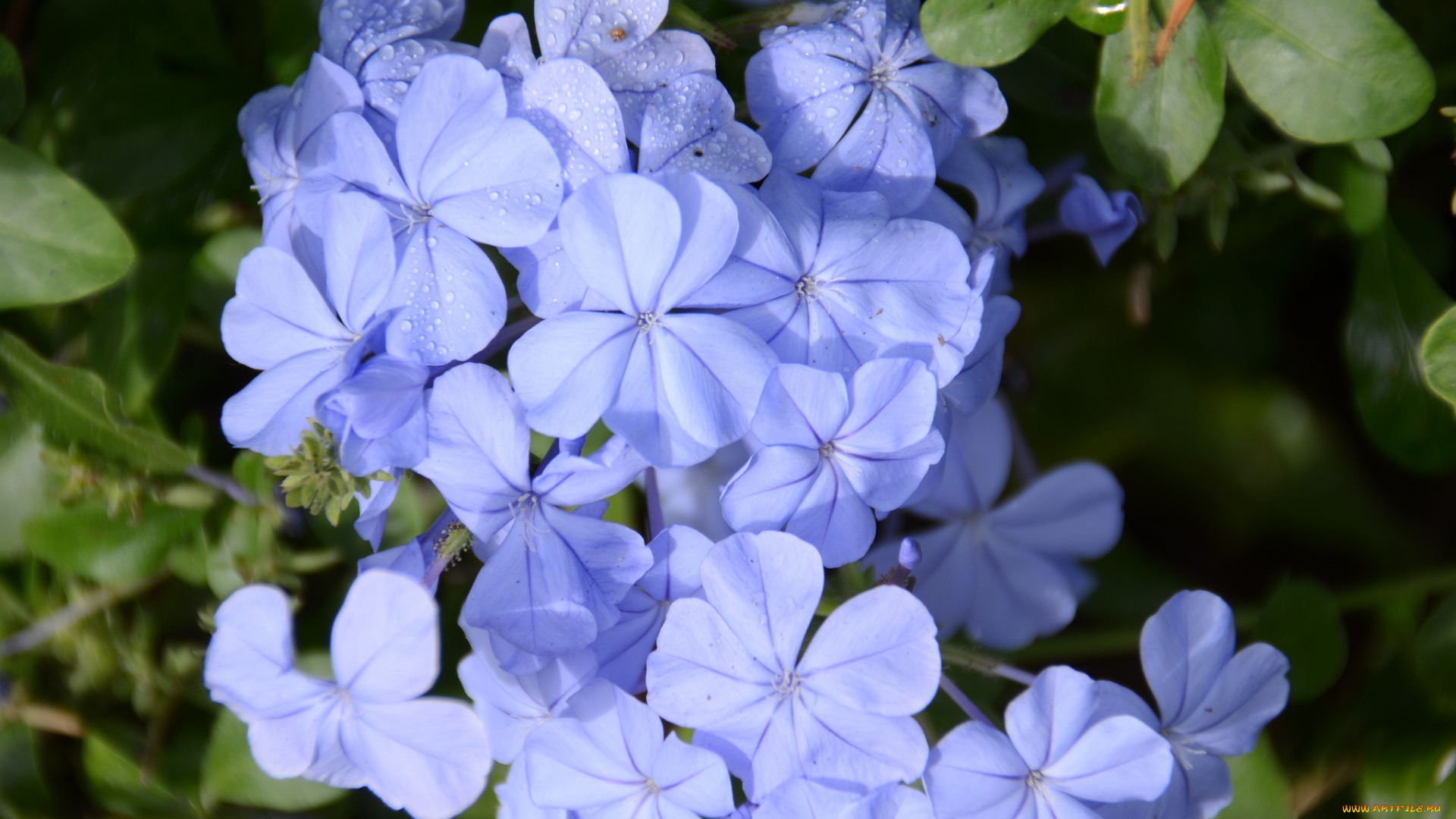 цветы, плюмбаго, , свинчатка, голубой