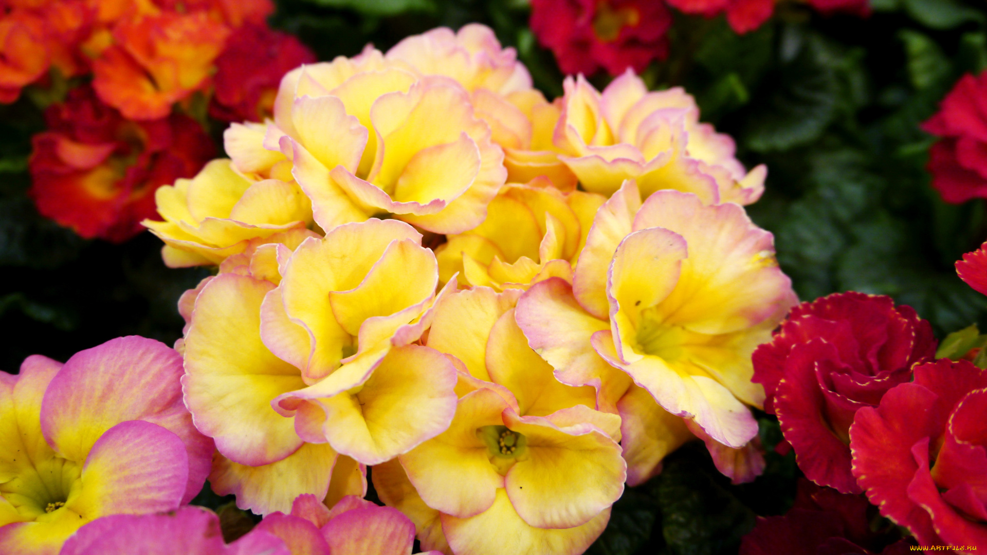 цветы, примулы, много, примула