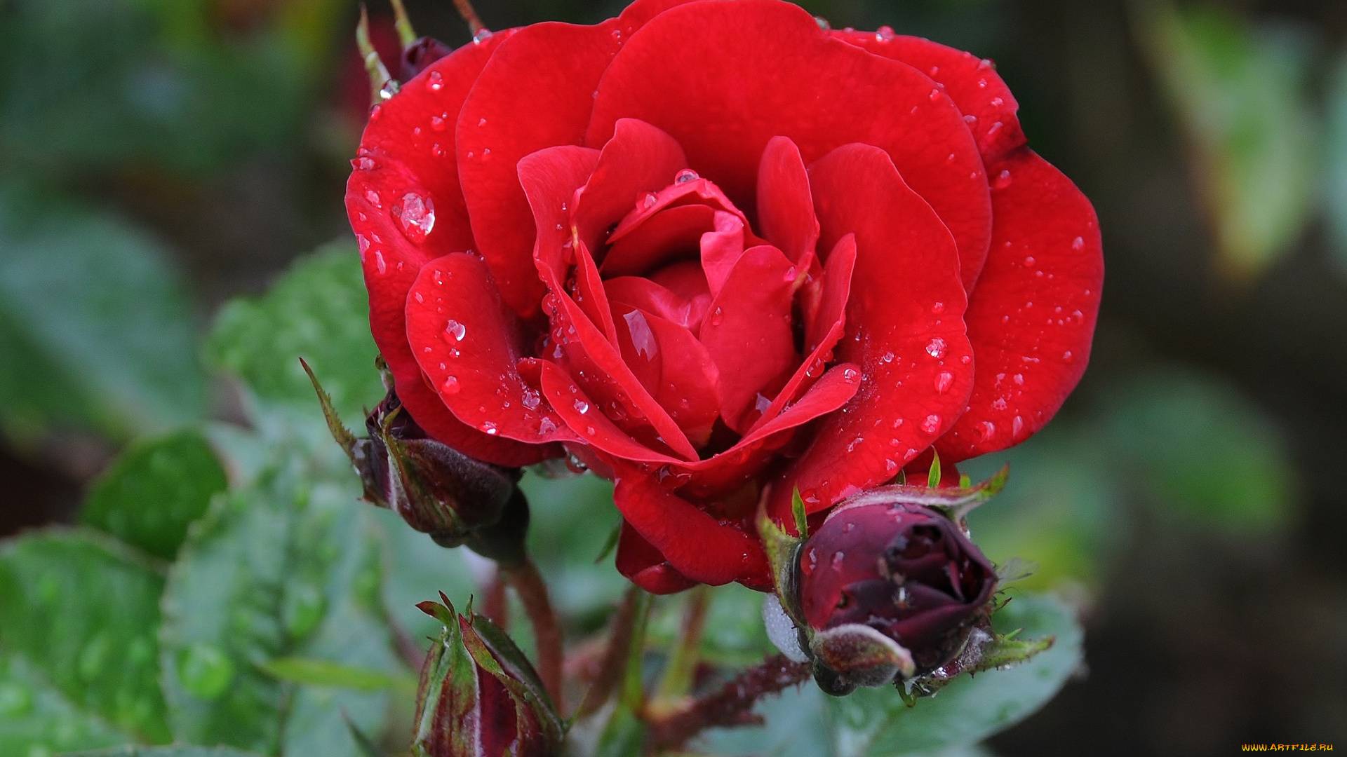 цветы, розы, красный