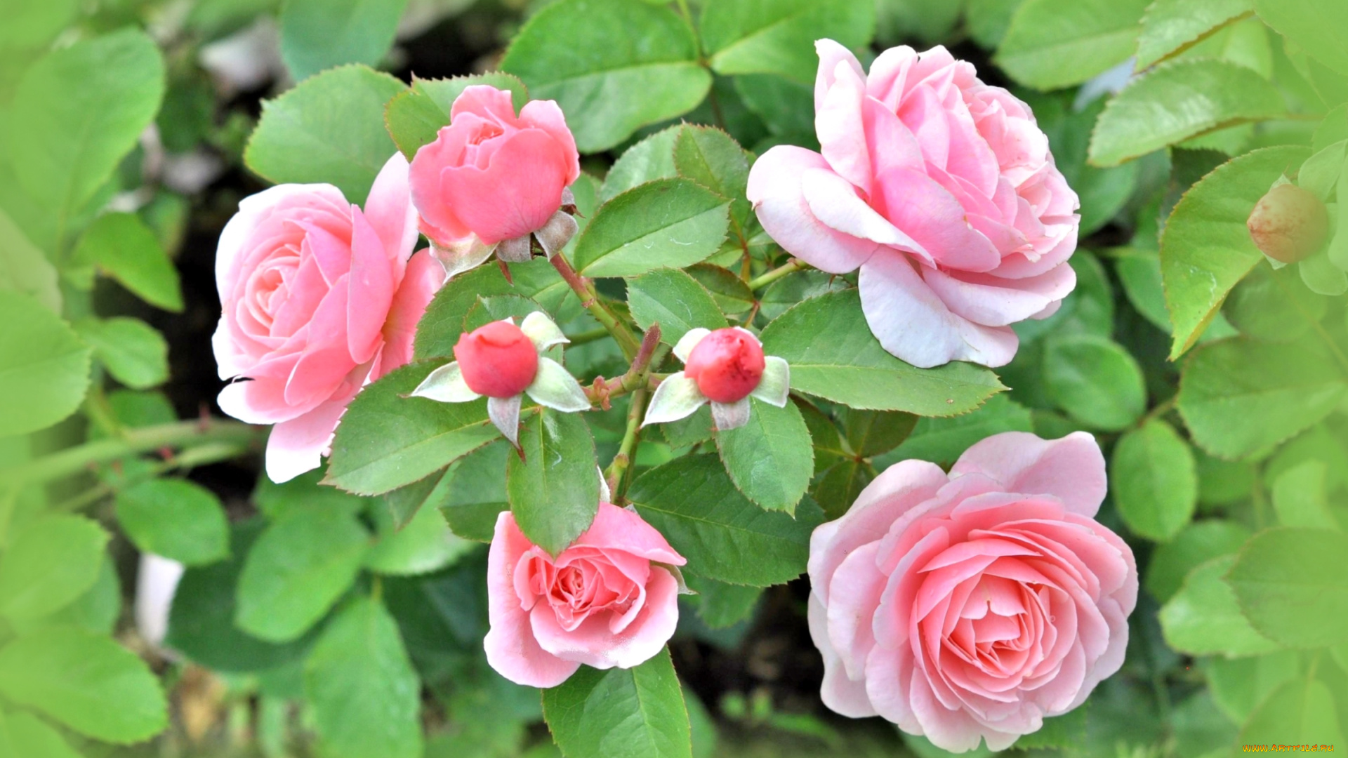 цветы, розы, розовый