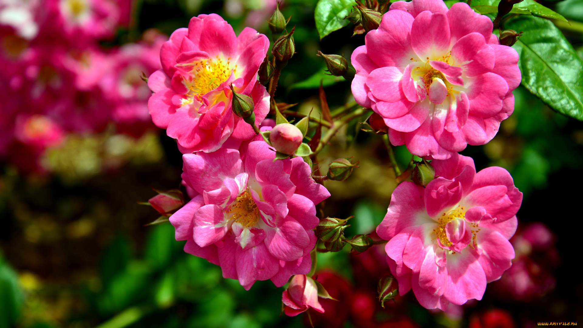 цветы, розы, розовый