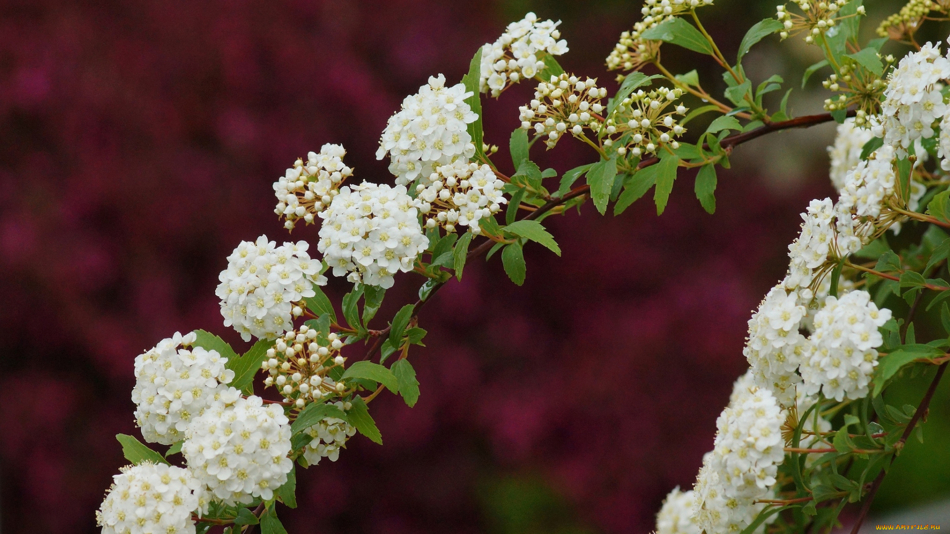 цветы, таволга, , спирея, , лабазник