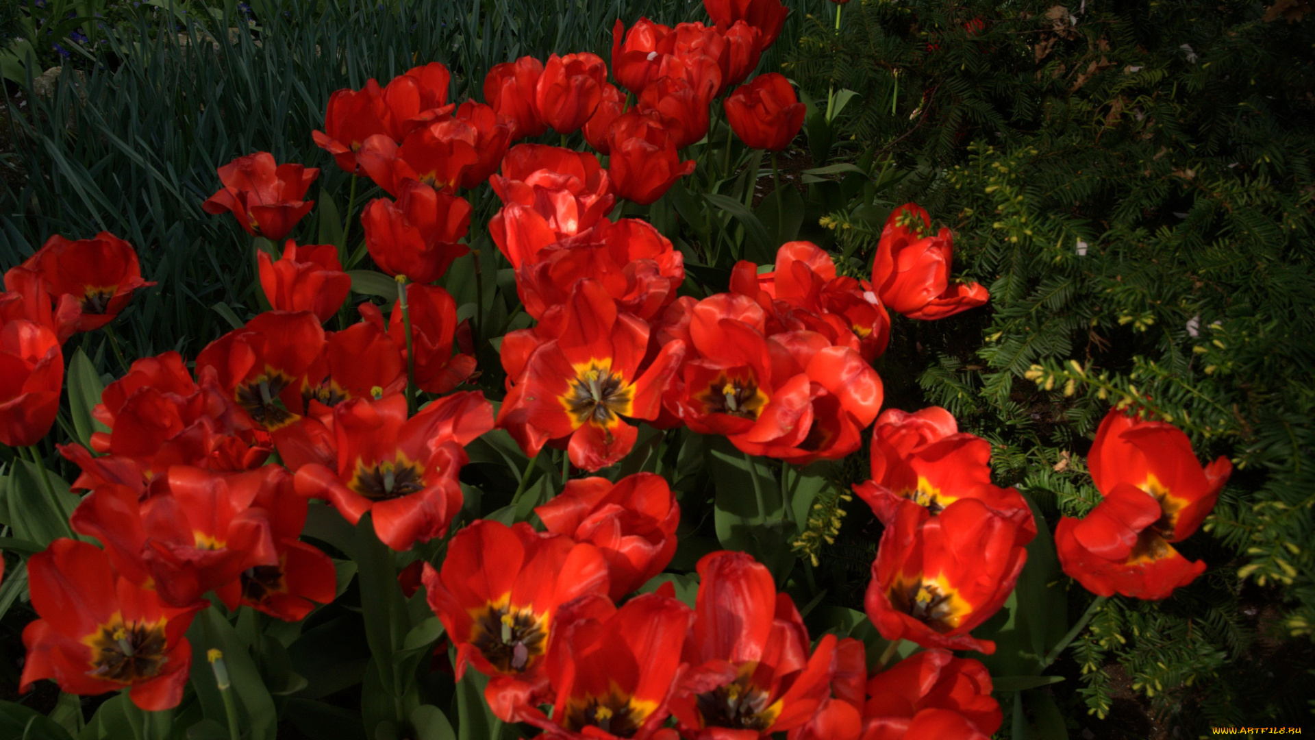 цветы, тюльпаны, красные