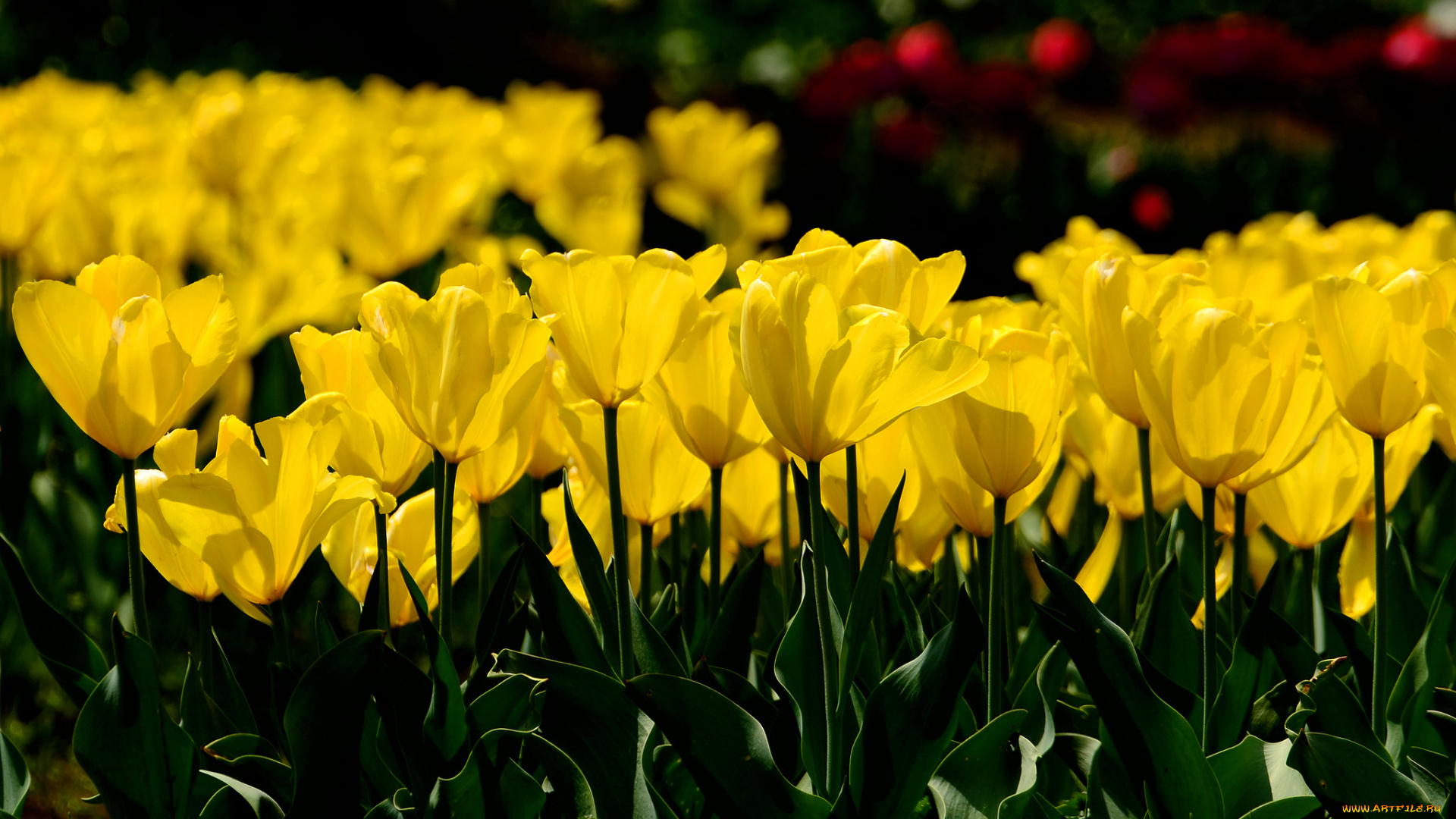 цветы, тюльпаны, желтый